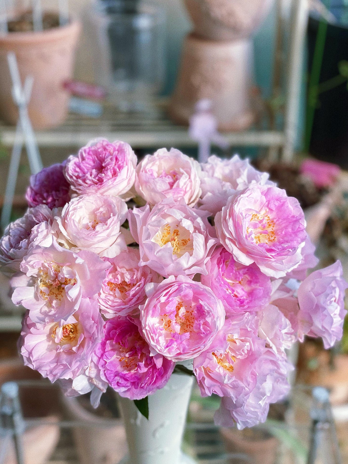 Rose【Vesalius】-1.5 Gal OwnRoot LivePlant|Prolific Bloomer|Abundant Blooms|Strong Fragrance|萨维里|Bun-shaped Petals|Tall Growth|Upright Habit
