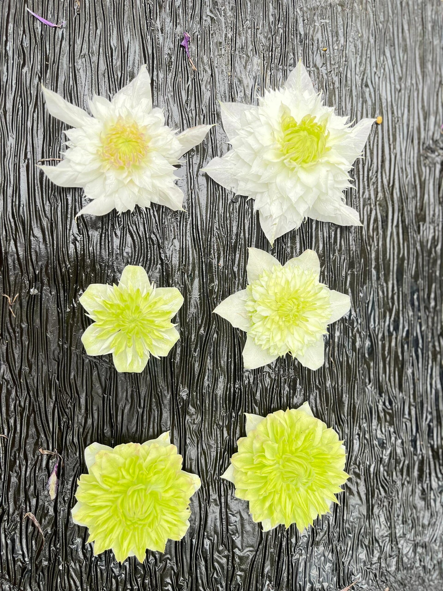 Clematis‘’Pluvia Imprint| 雨的印记‘’|New Variety 2024|US Exclusive