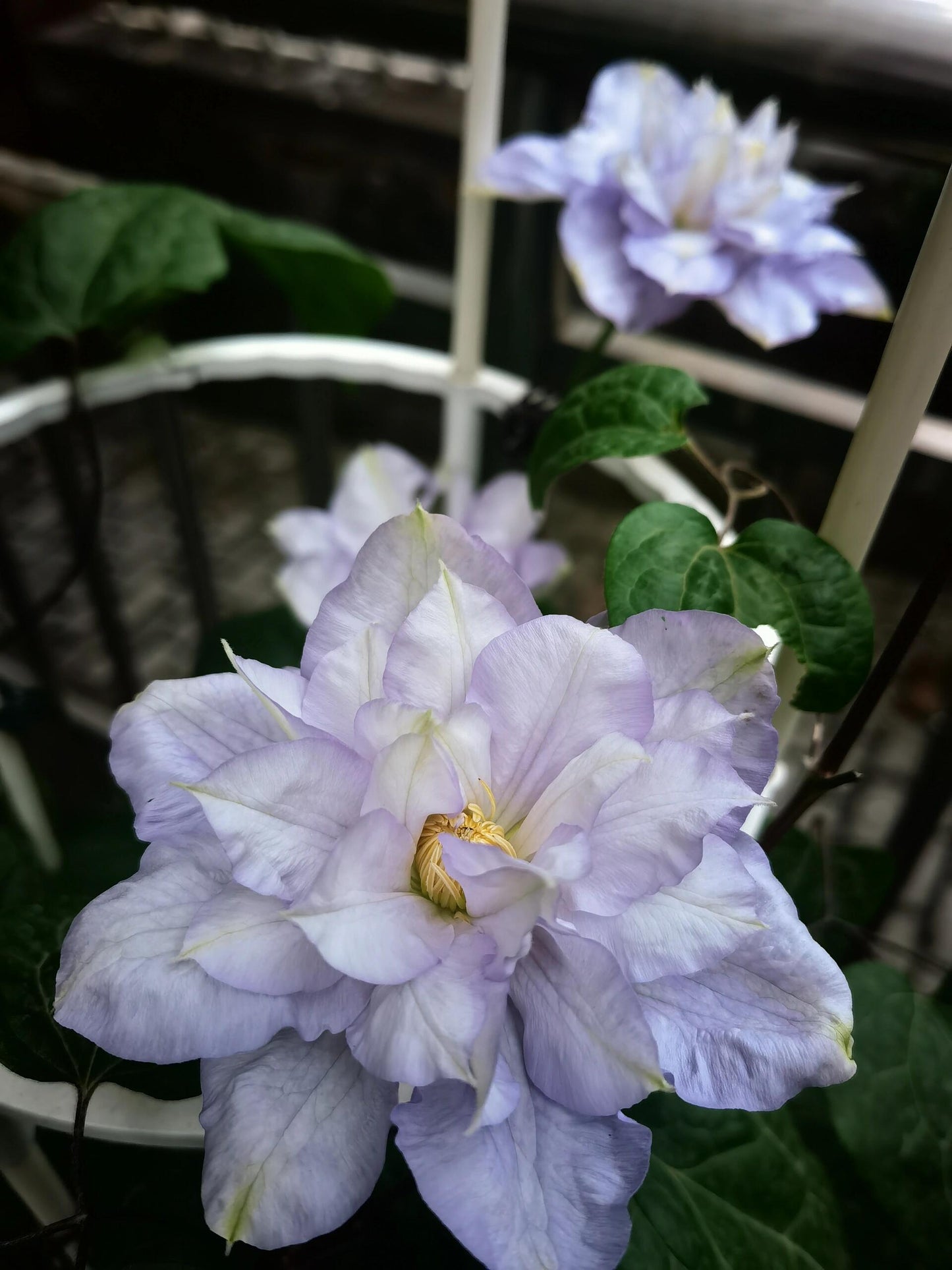 Clematis ‘’Veronica's choice|维罗妮卡的选择‘’