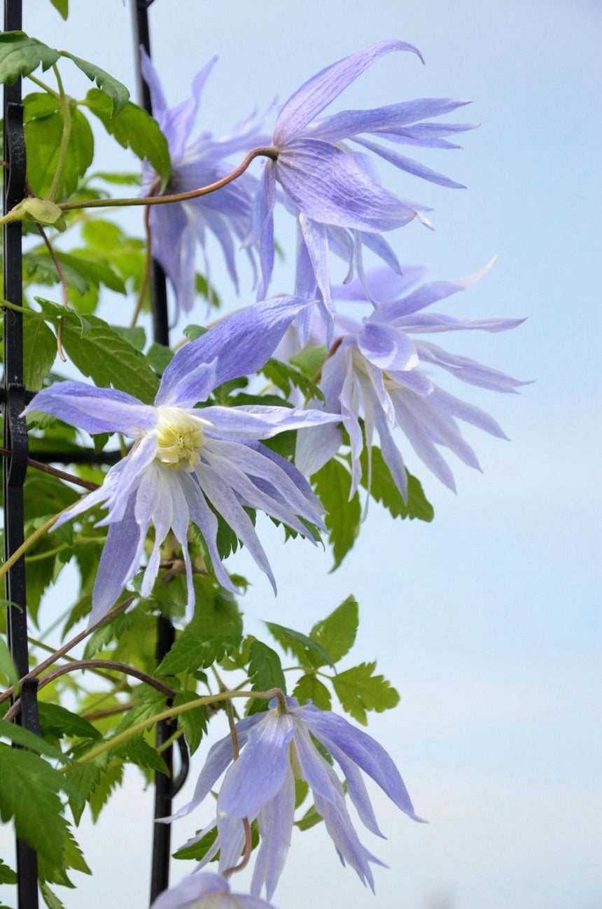 Clematis ‘’Maidwell Hall|梅德维尔‘’