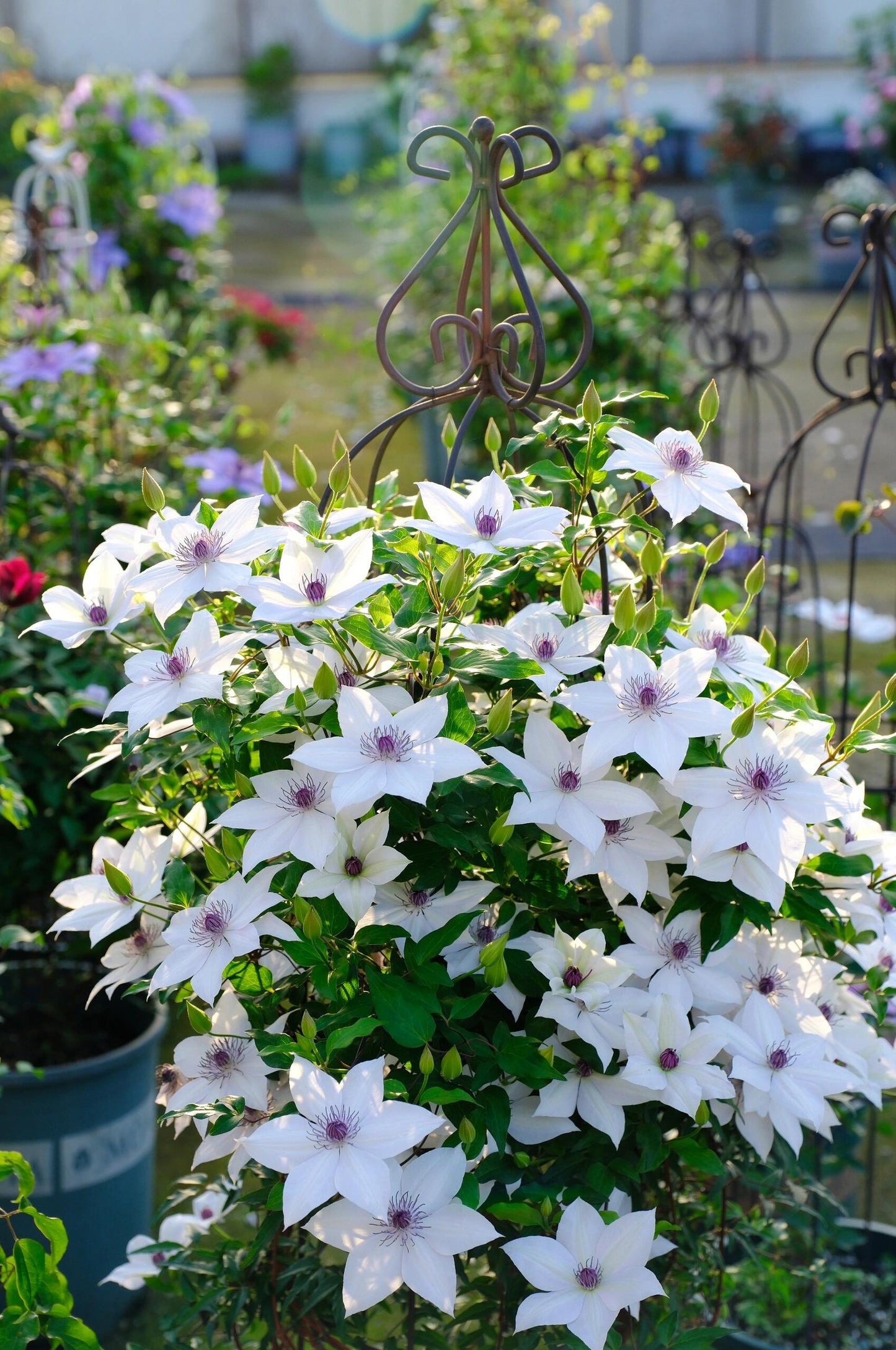 Rare Clematis ‘’Guizi|摫子‘’