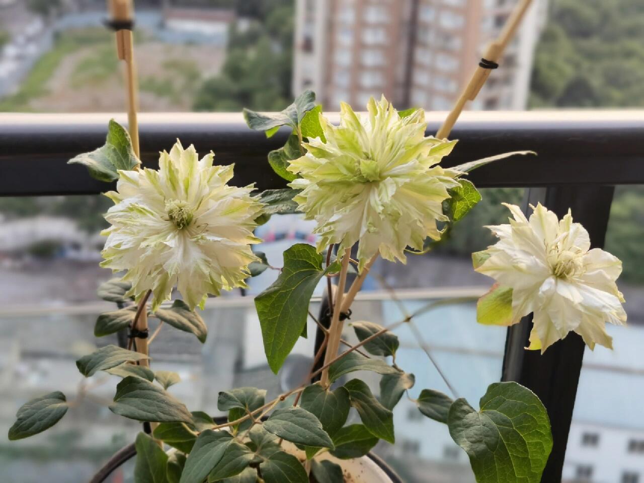 Clematis ‘’Midori |美登利 ‘’