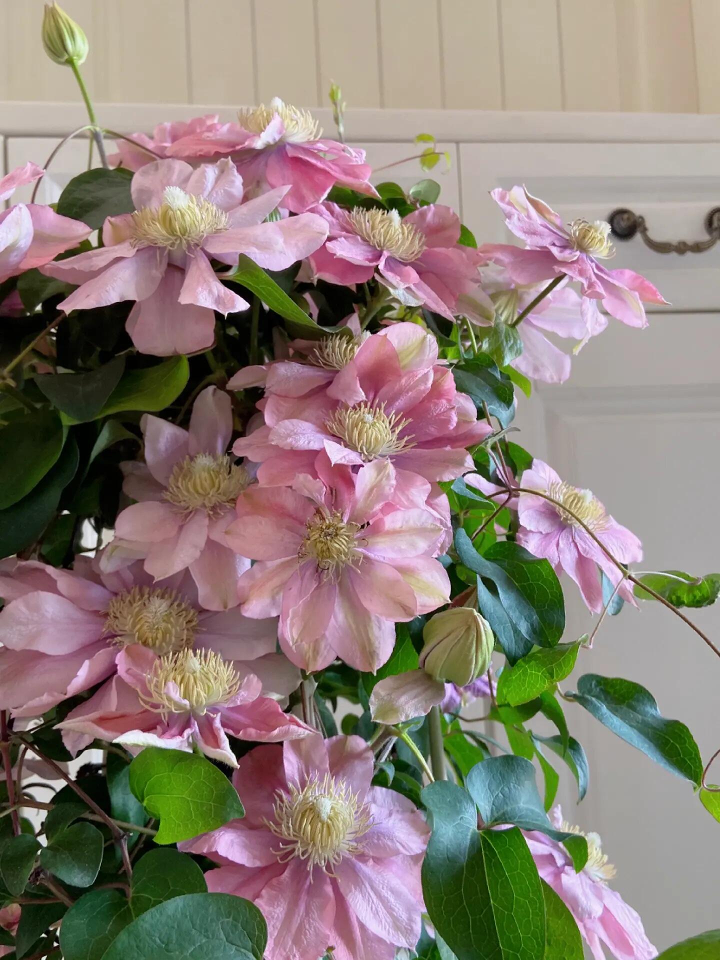 Clematis ‘’Little Mermaid | 小美人鱼‘’