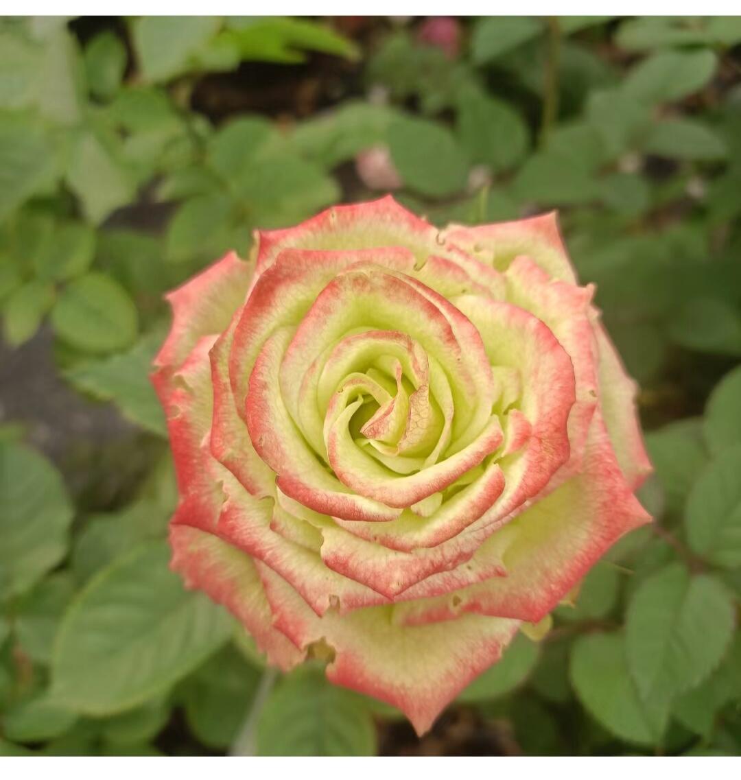Rose ‘ Green Apple|グリーンアップル| 青苹果 - New Variety Florists Rose