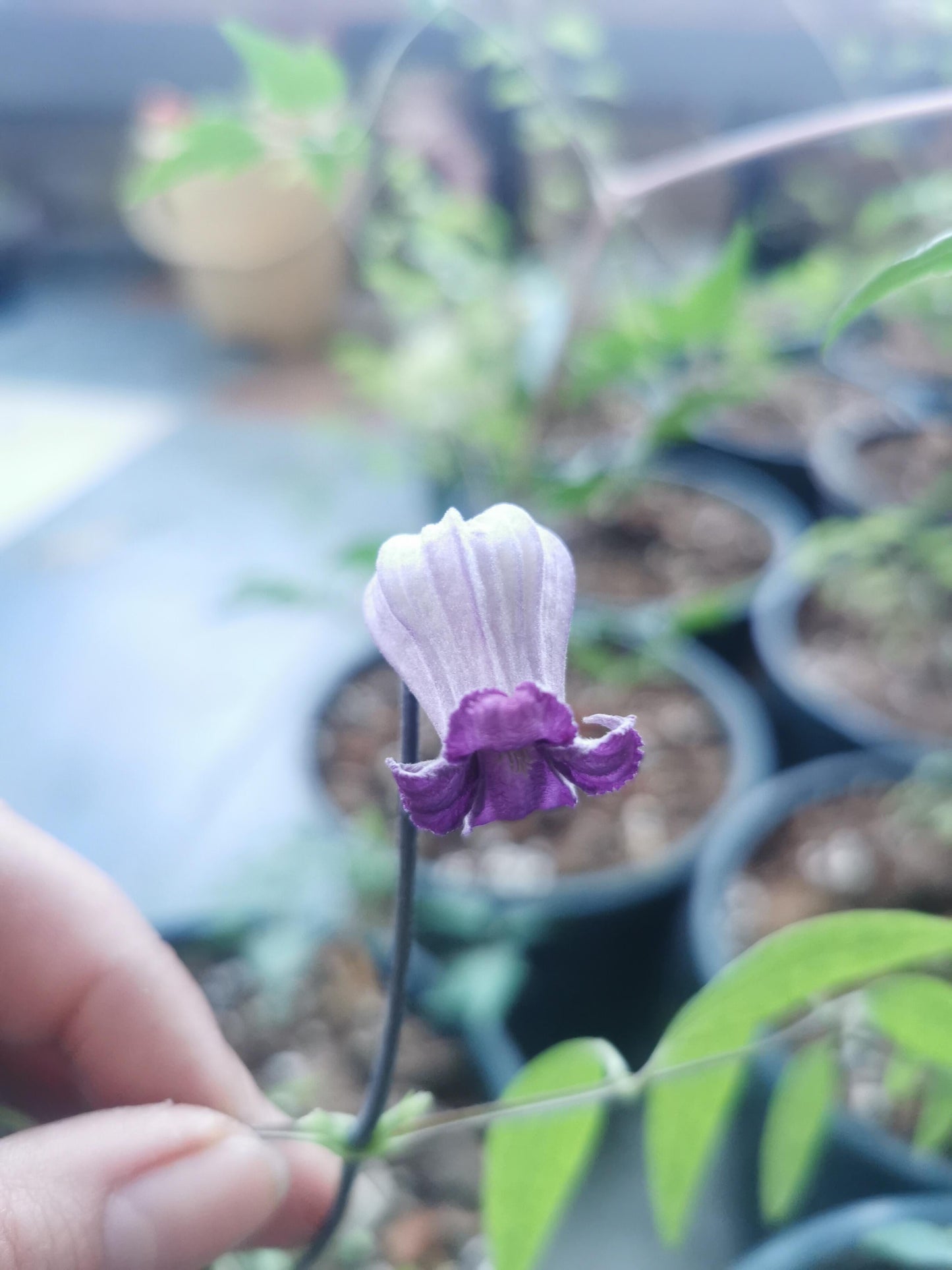 Rooguchi Clematis ‘’Sumire|堇‘’