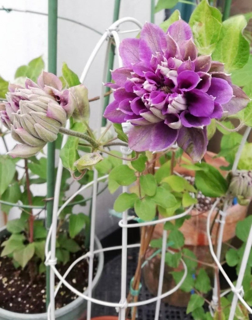 Clematis ‘’ShiShinDen|ししんでん | 紫宸殿‘’