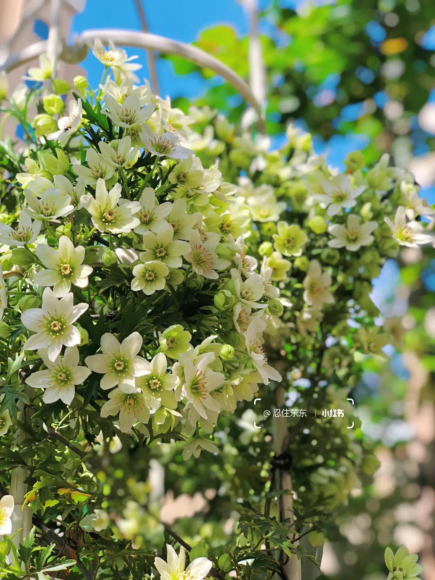 Clematis ‘’Joe|银币‘’