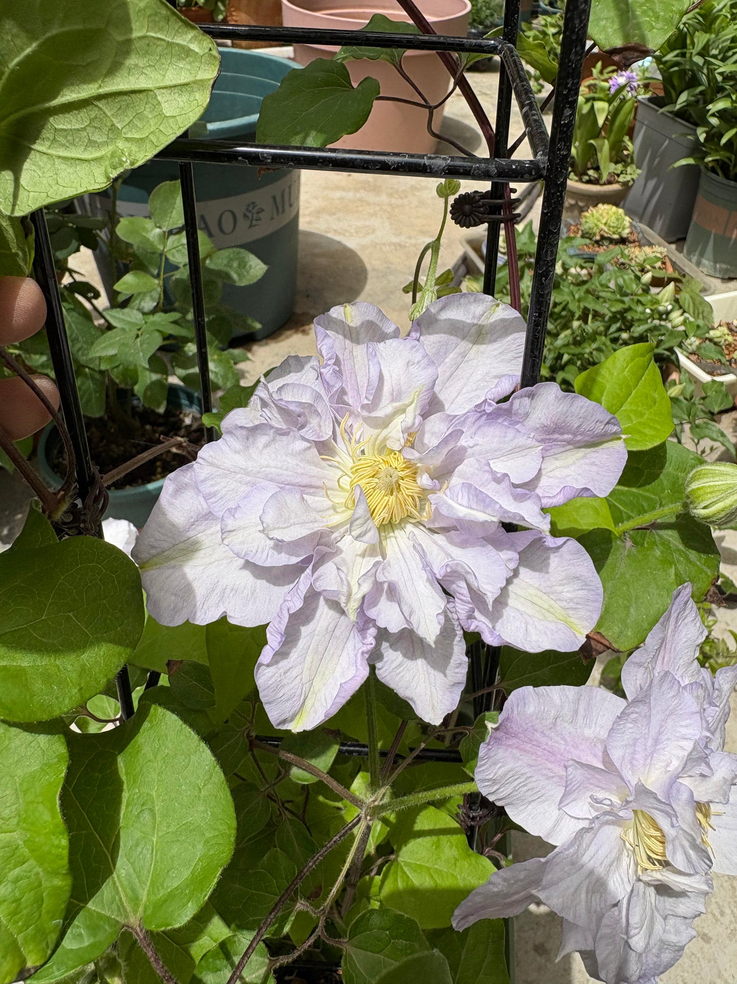 Clematis ‘’Veronica's choice|维罗妮卡的选择‘’