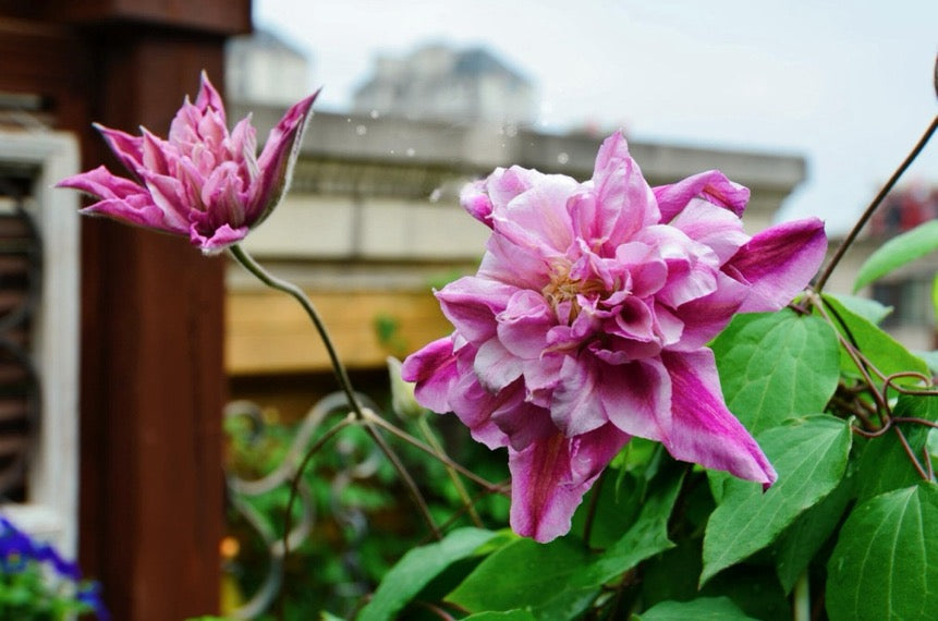 Clematis ‘’Patricia Ann Fretwel|帕特丽夏‘’