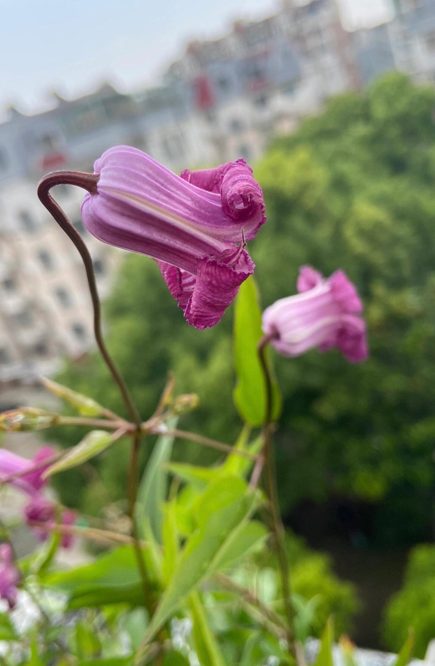 Clematis ‘’Princess Red| 绯红公主‘’