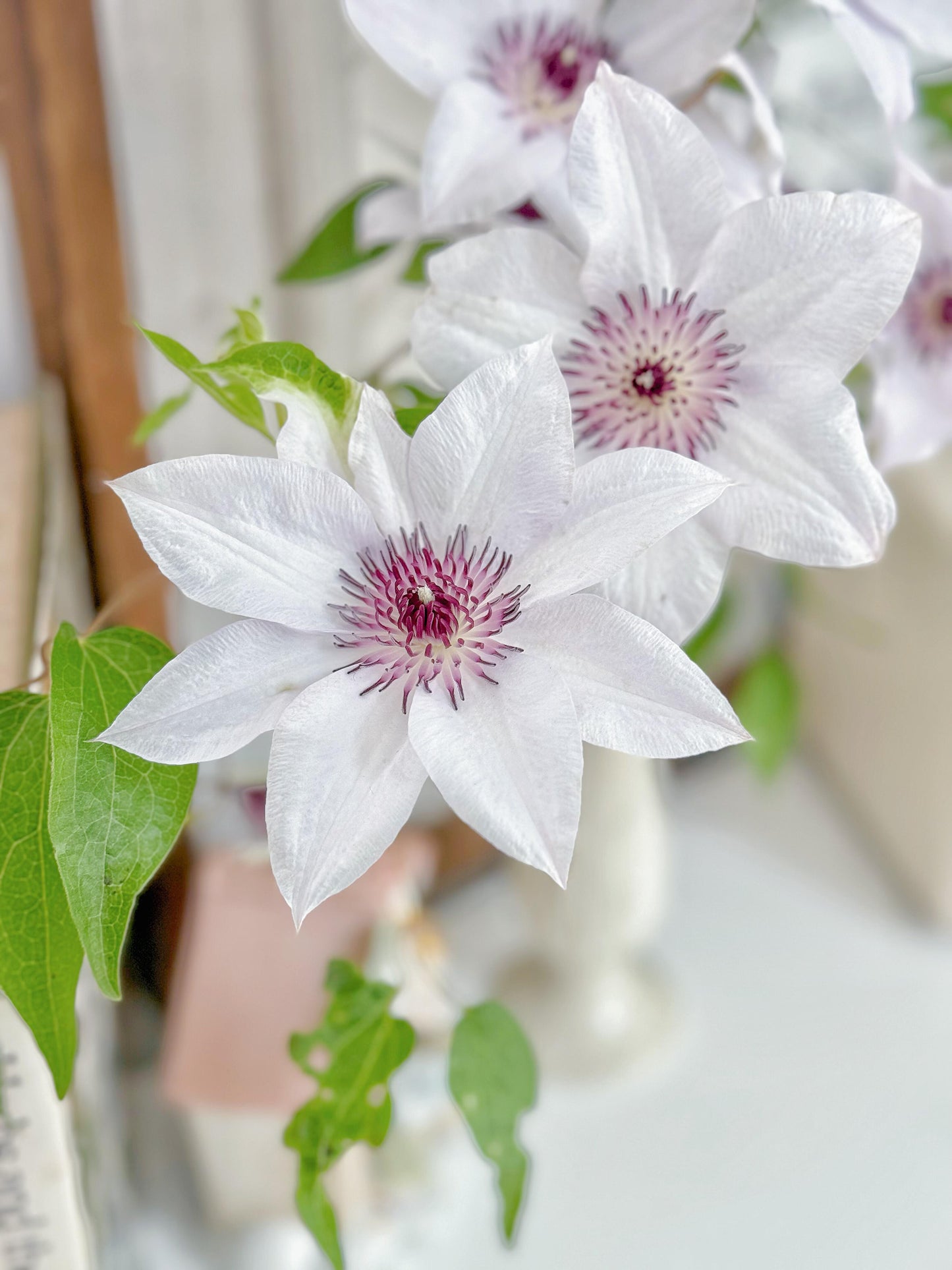 Clematis ''Haruyama|はるやま| 晴山/ 春天''