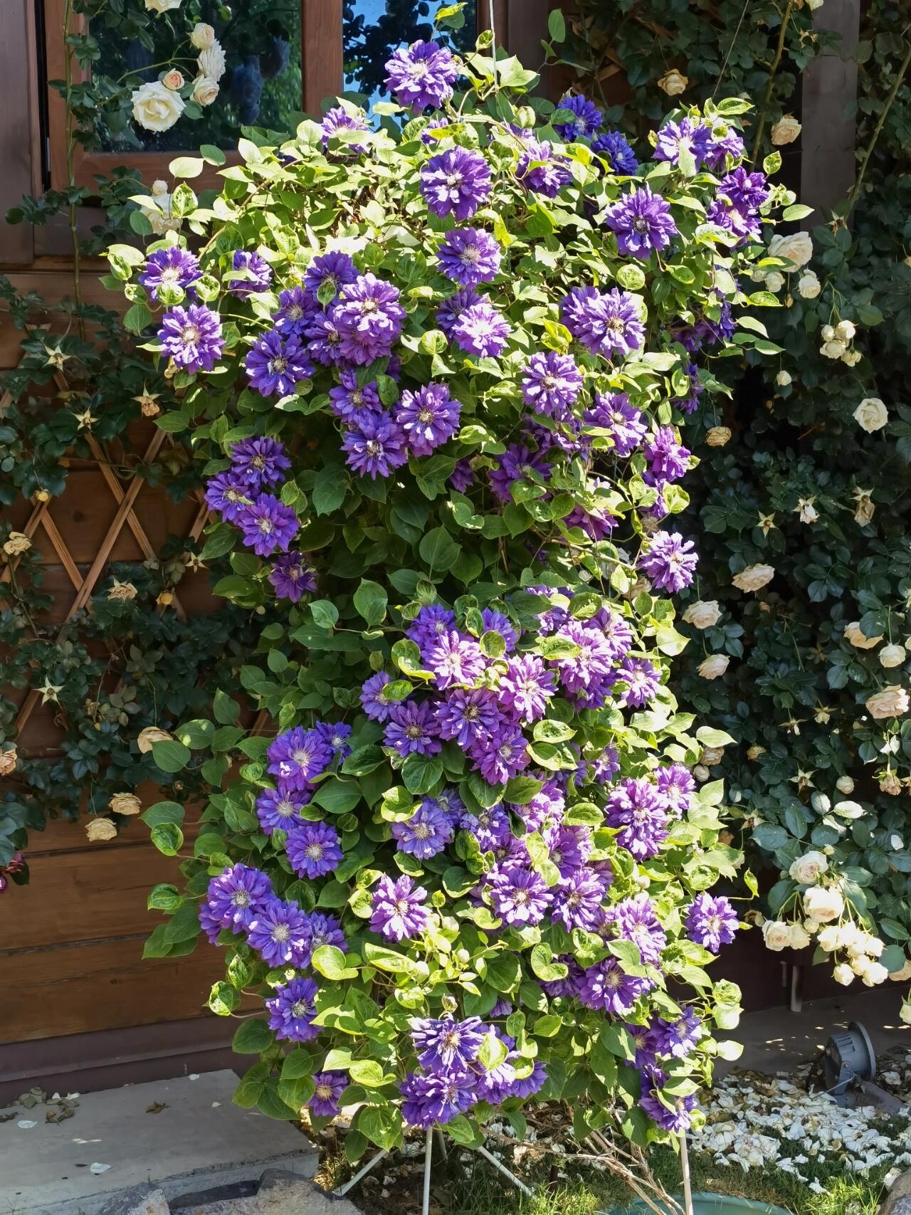 Clematis ‘’Kiri Te Kanawa|- LivePlant|卡瓦娜‘’