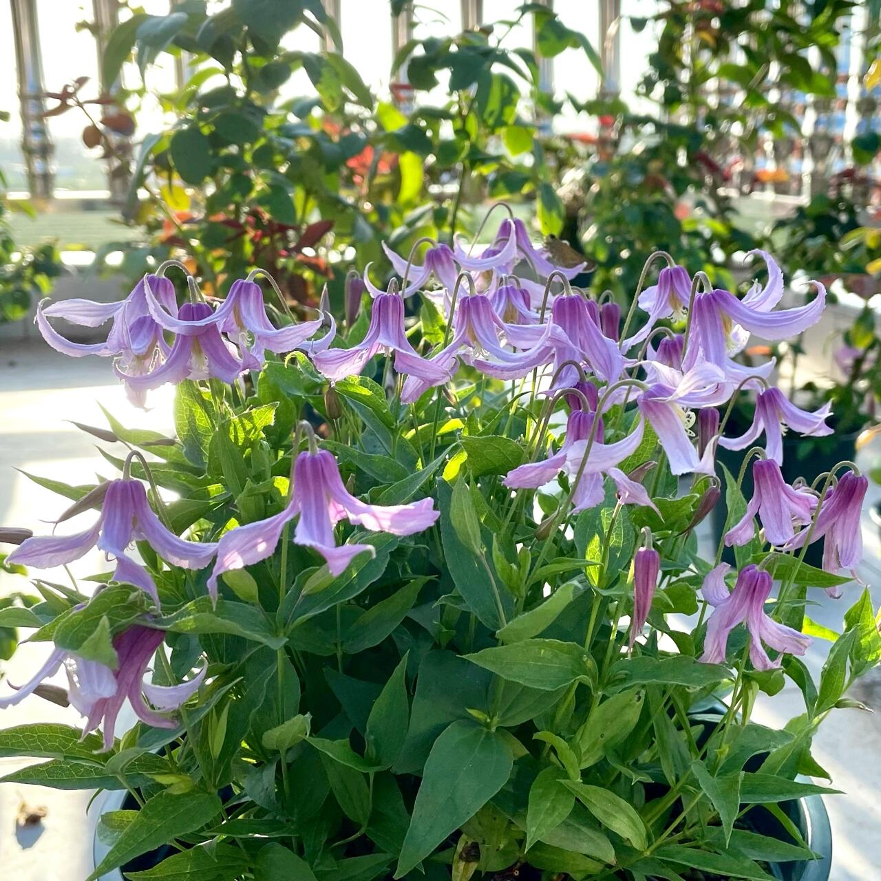 Clematis ‘’Hanajima|はなじま|花島|花岛‘’