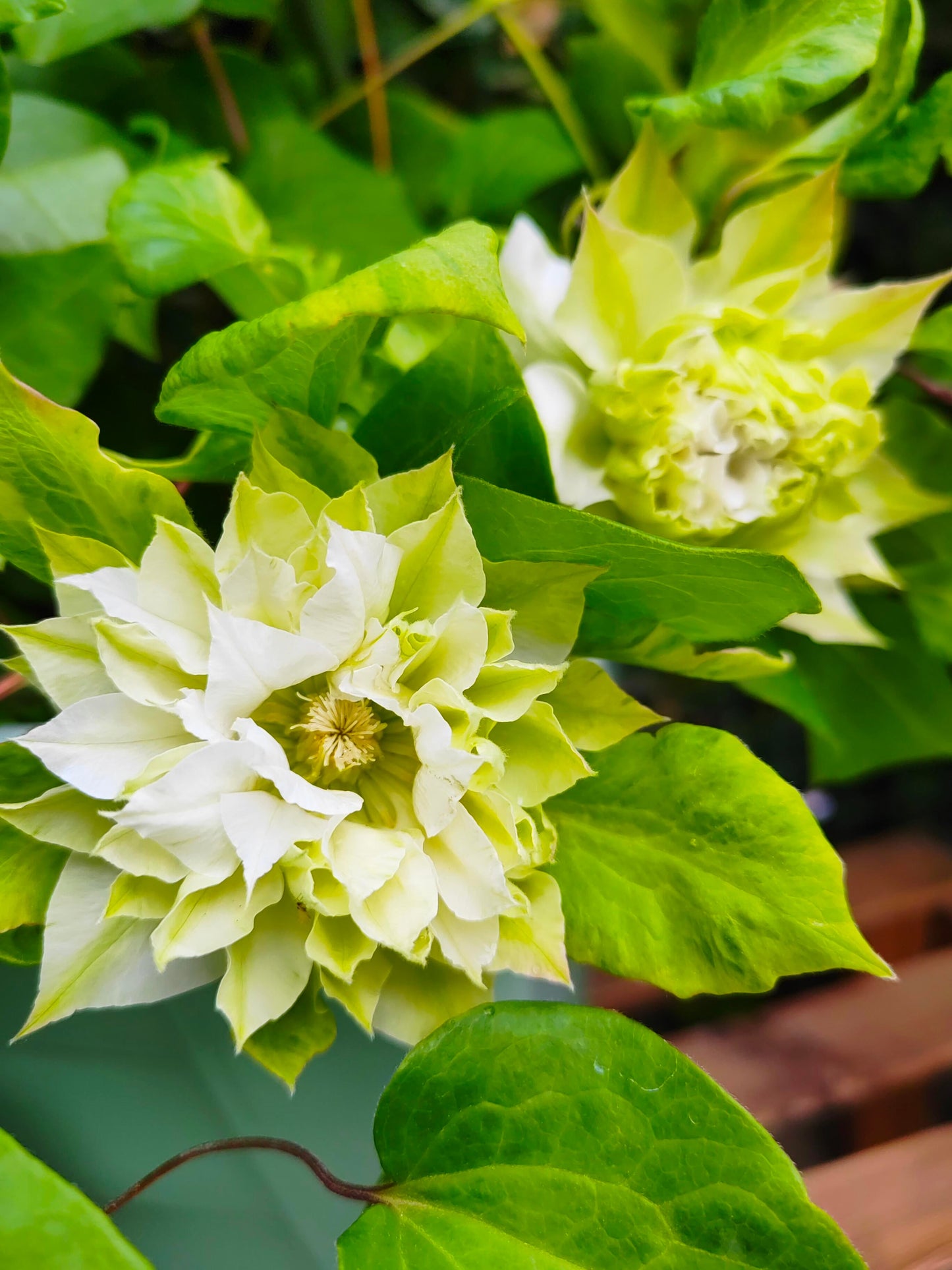 Clematis ‘’Midori |美登利 ‘’