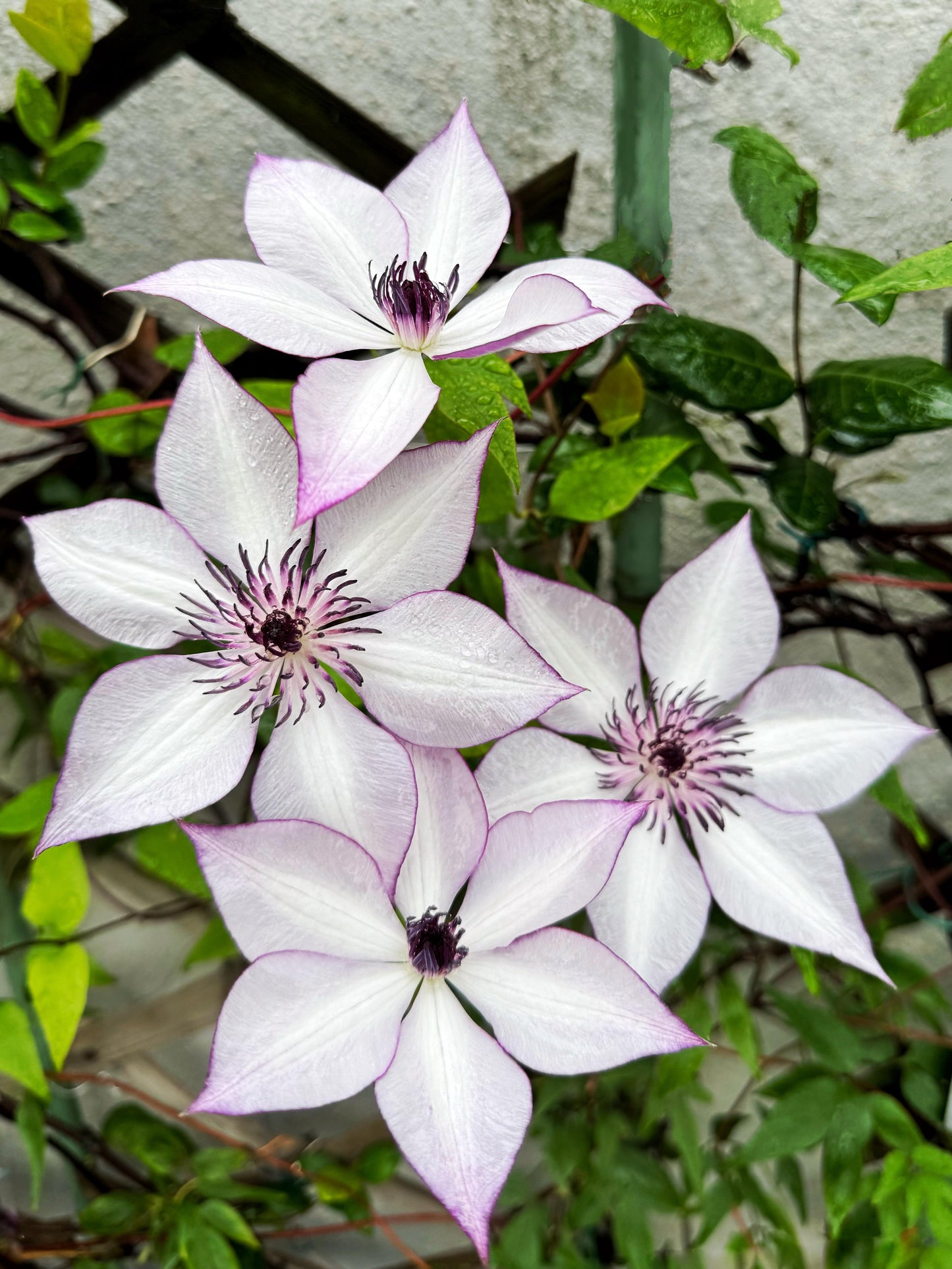 Clematis ‘’Fond Memories|美好回忆‘’