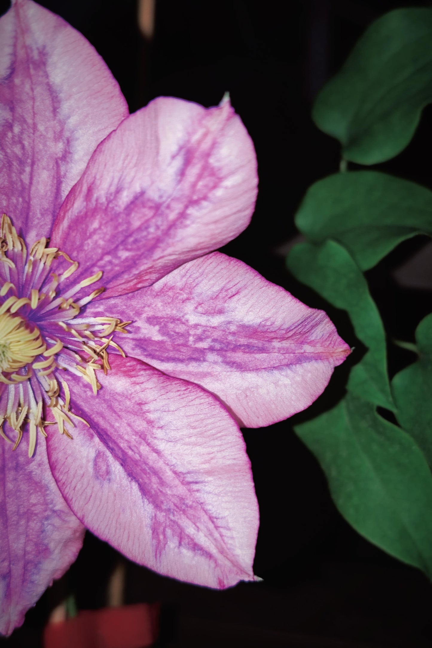 Clematis ‘’Paradiso| 天堂|帕拉迪索‘’