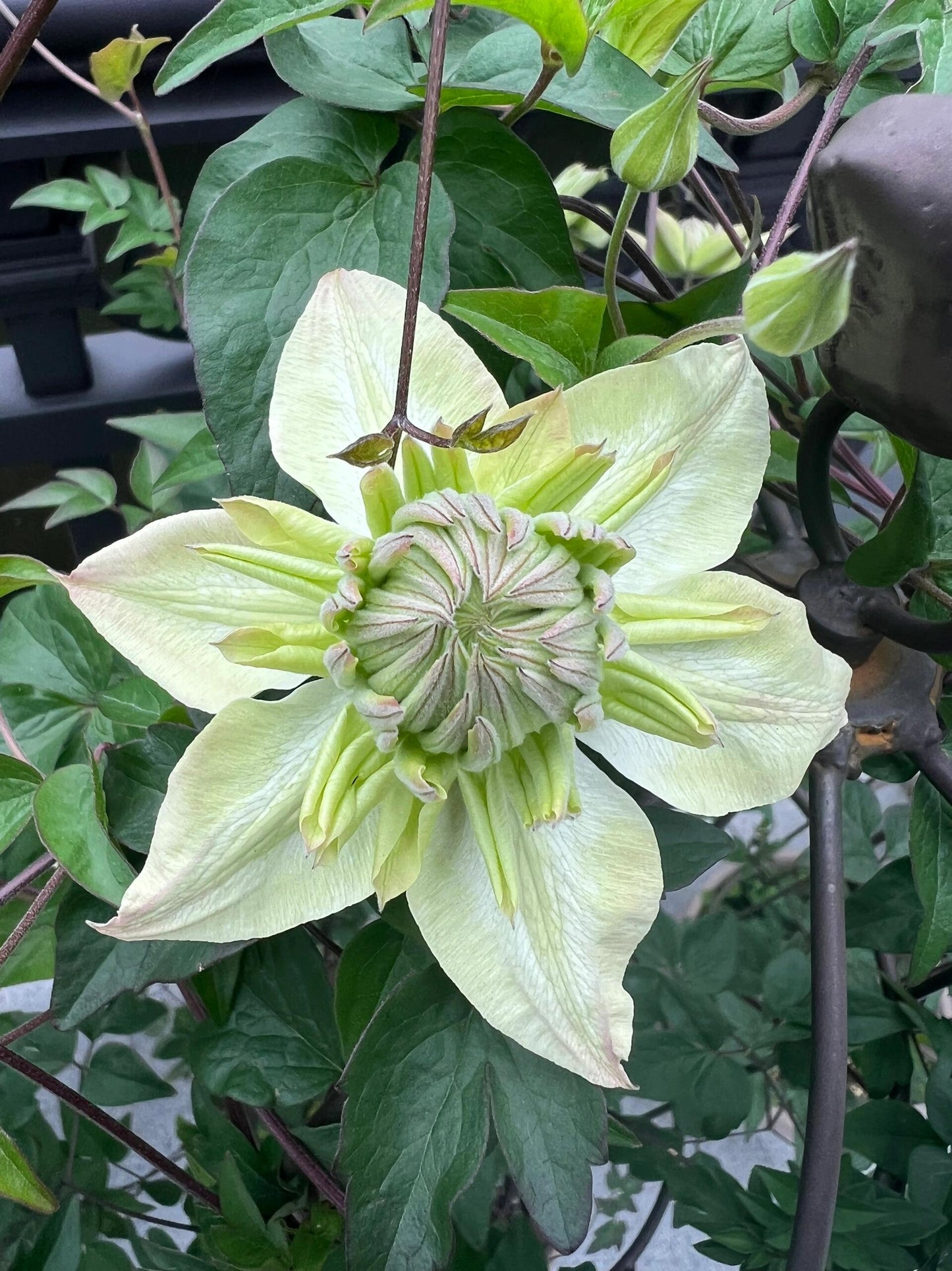 Clematis ‘’Peppermint|ミント| 薄荷‘’