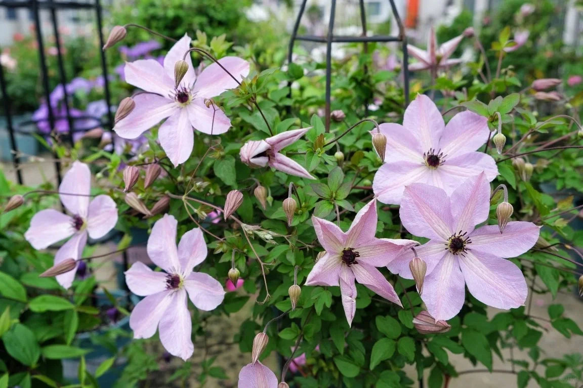Clematis ‘’Fairy Dust| 仙尘‘’