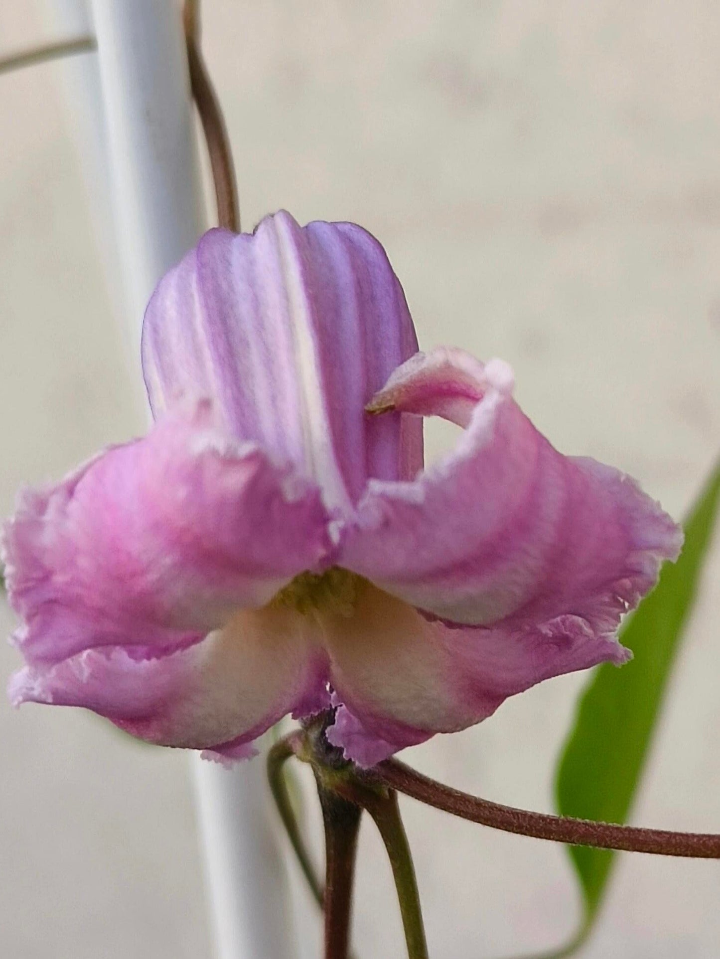 Pink Octopus Clematis ‘’Last Whisper|最後の囁き| 最后的轻语| タコクレマチス‘’ - US Exclusive