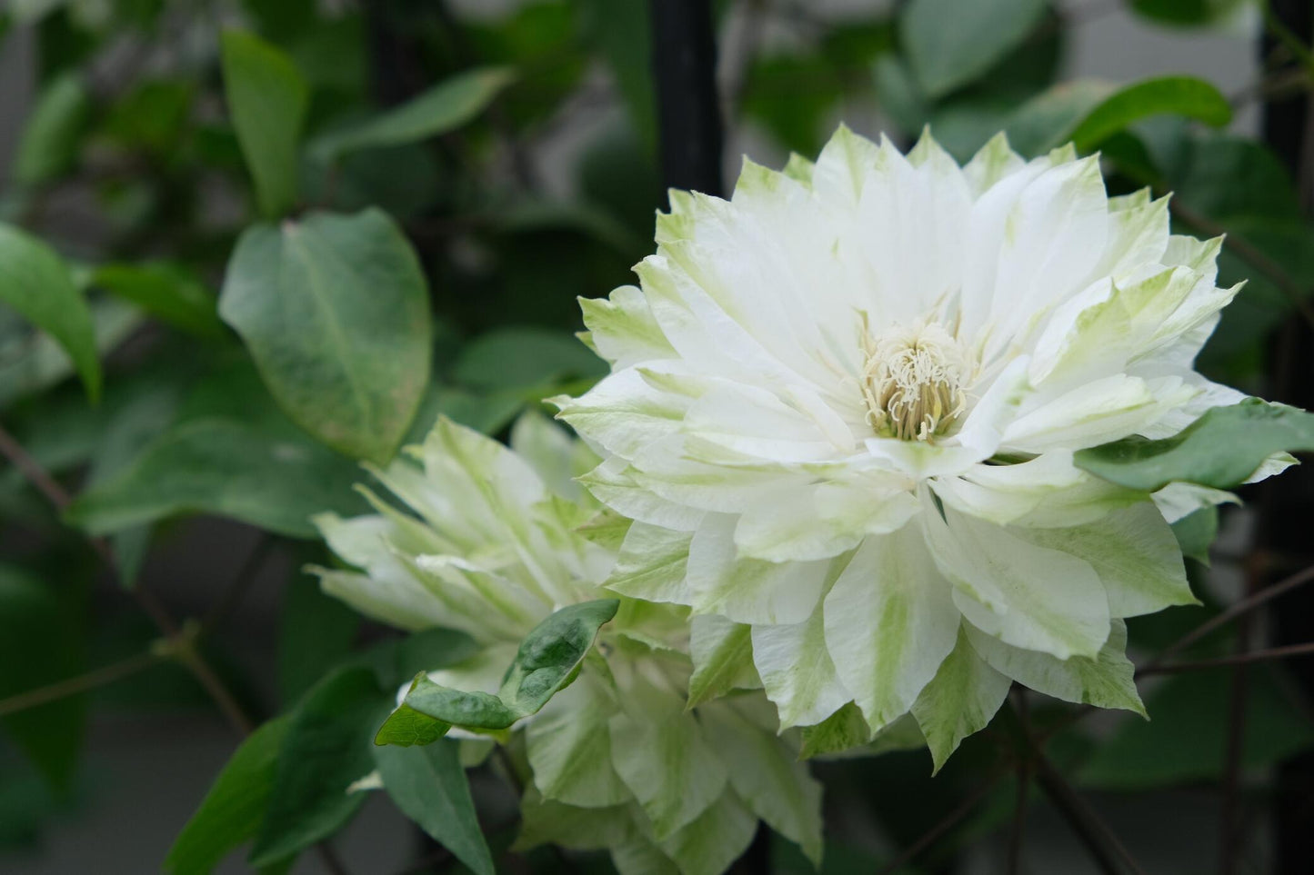 Clematis ‘’Shiko Yukiokoshi|ゆきおこし|雪妆‘’