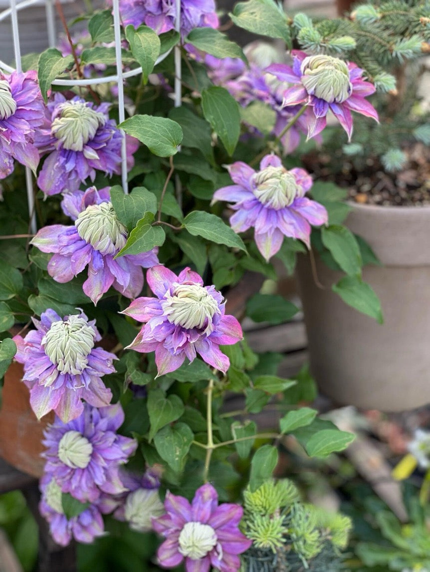 Clematis ''Magic Fountain| 魔法喷泉''