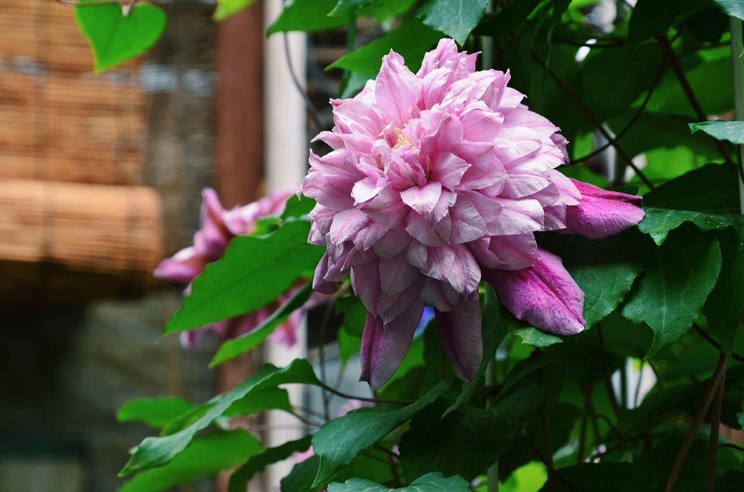 Clematis ‘’Patricia Ann Fretwel|帕特丽夏‘’