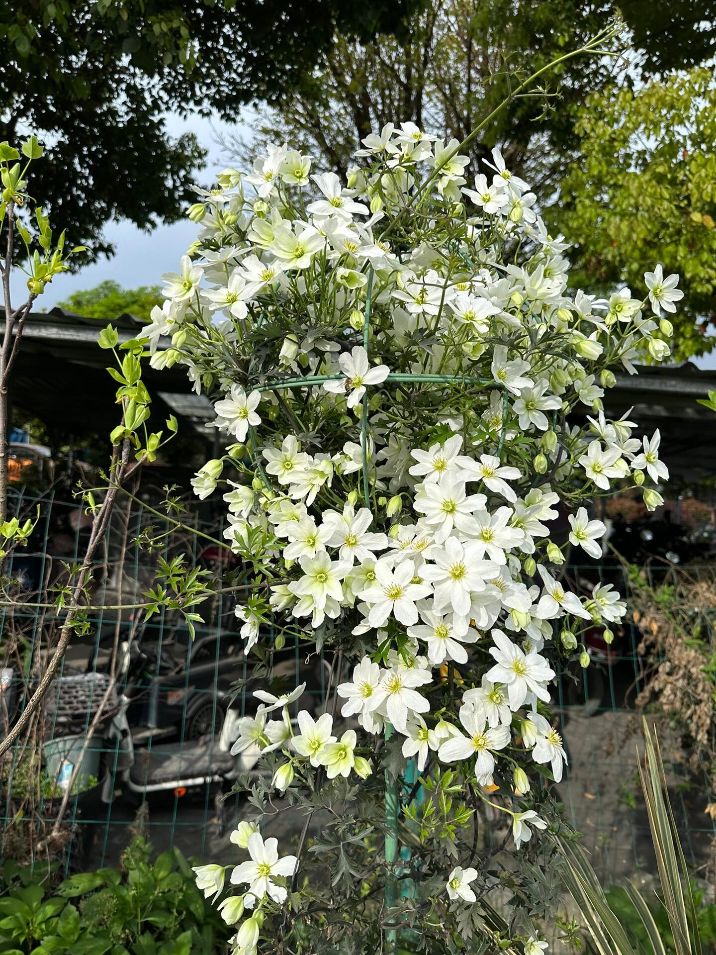 Clematis ‘’Avalanche|雪崩‘’
