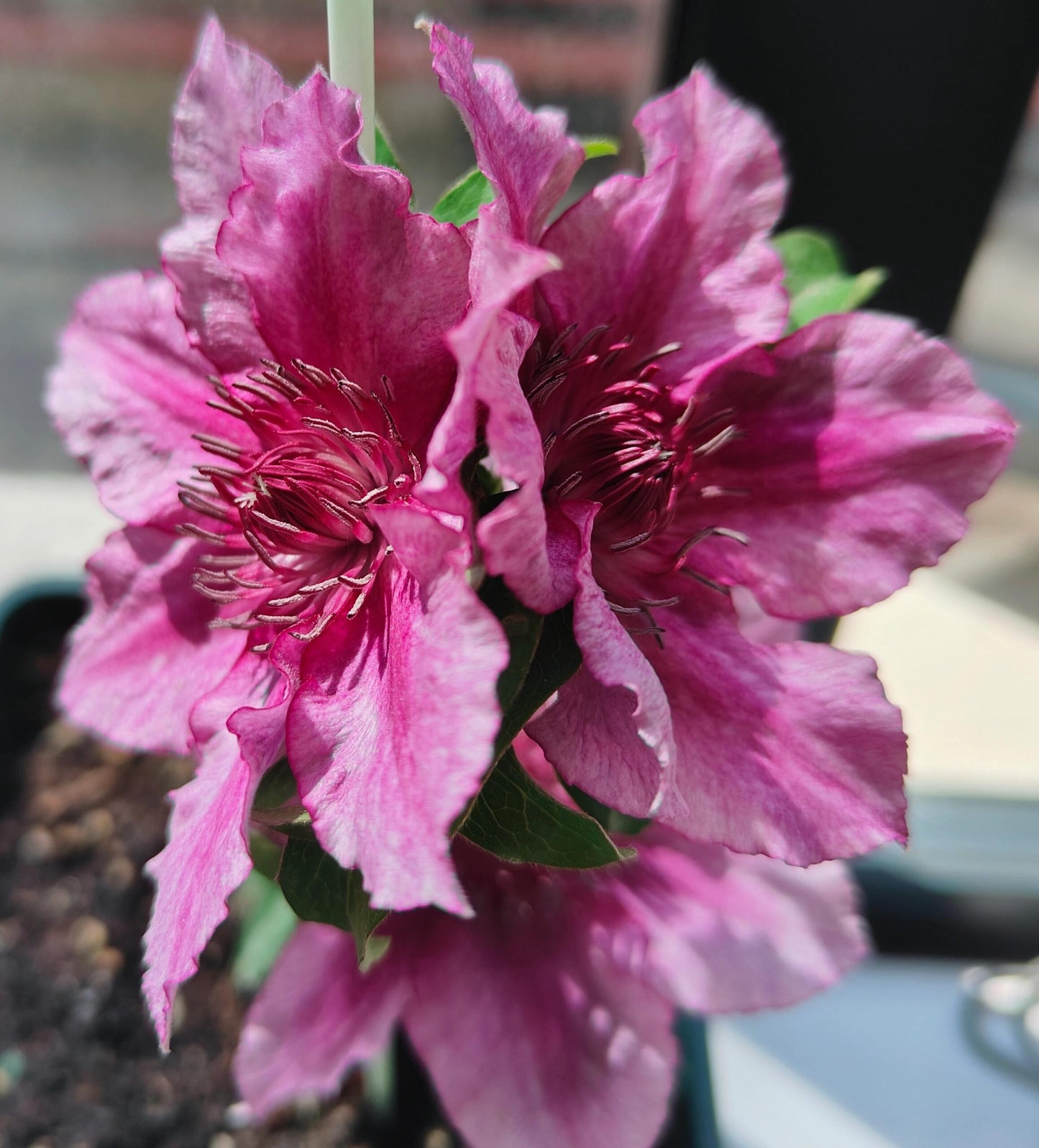 Dwarf Clematis ‘’Luiza|ルイーザ|路易莎‘’