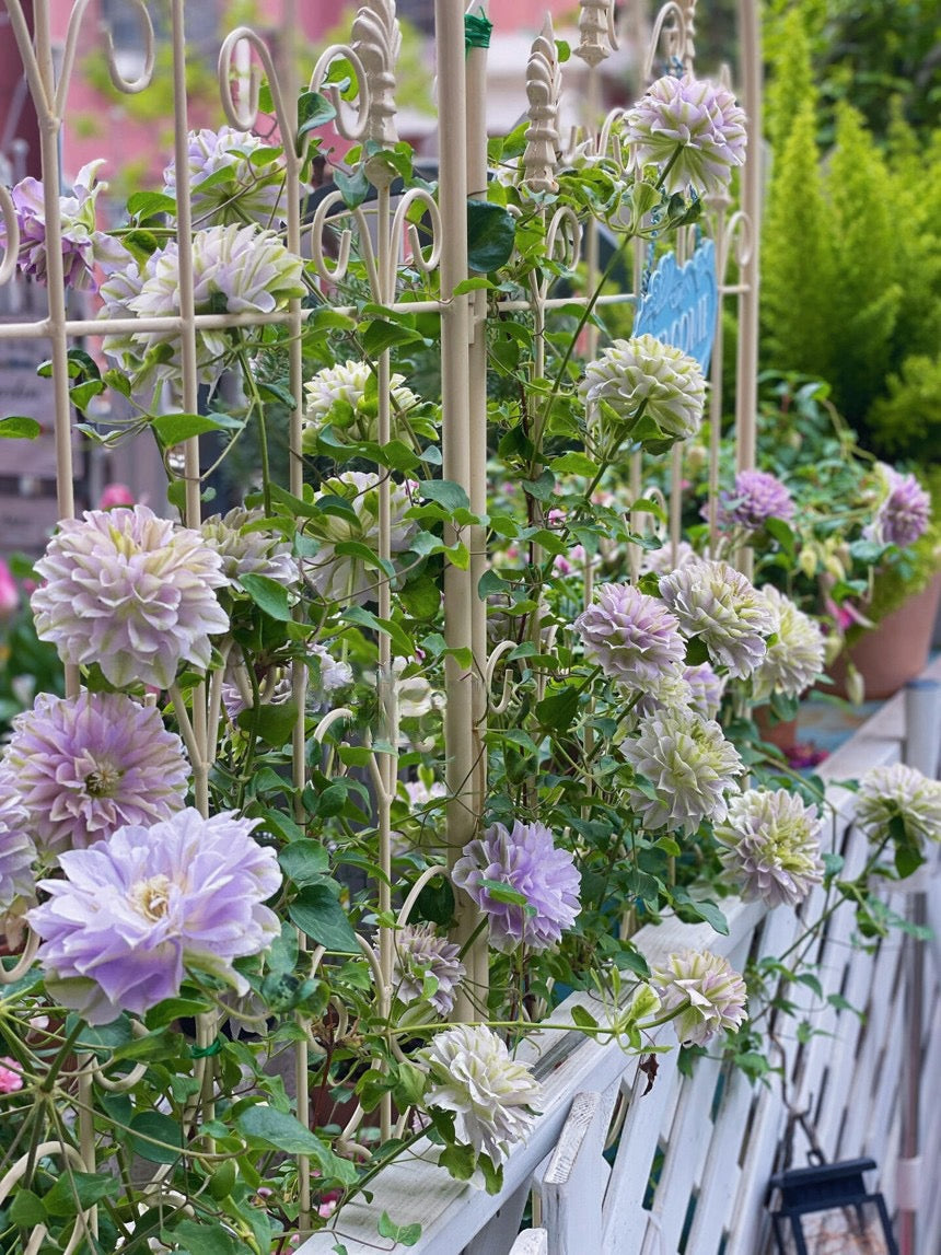 Clematis ''Ruriokoshi |ルリオコシ| 琉璃''