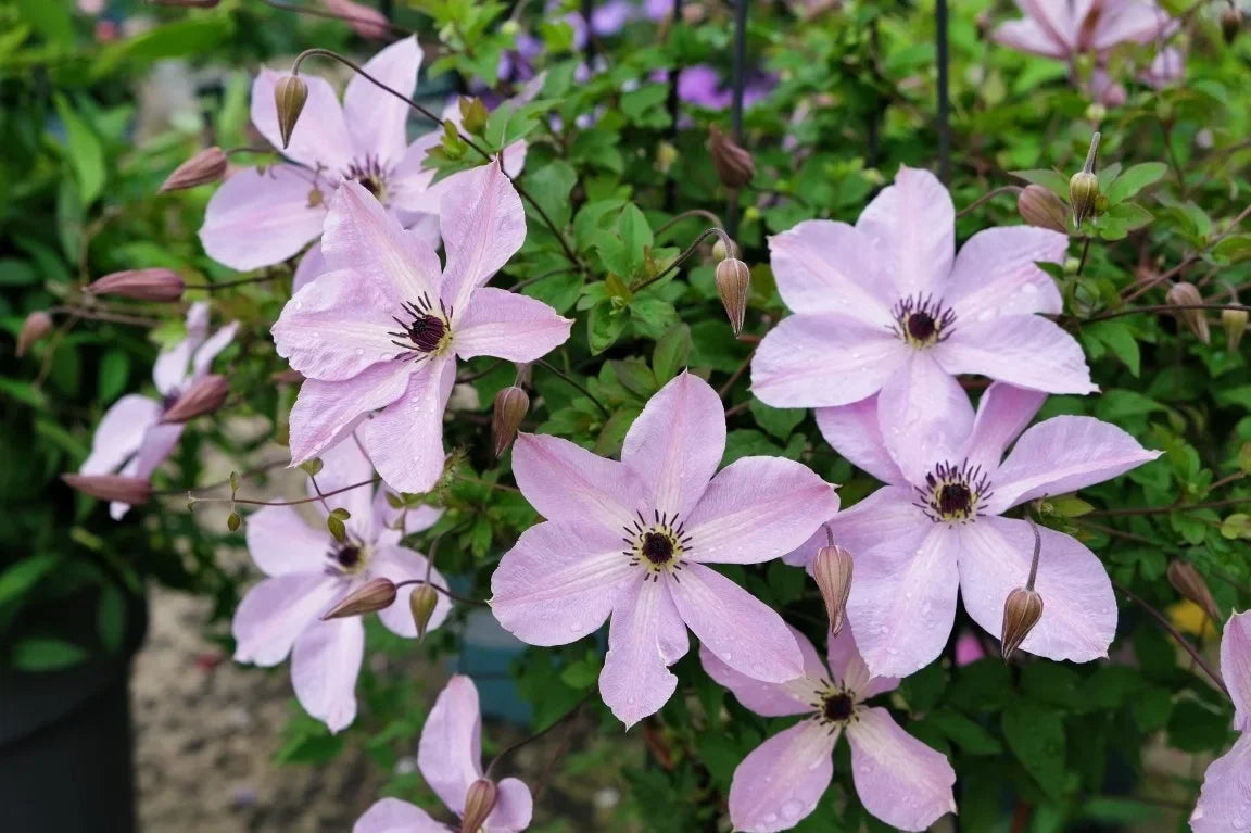Clematis ‘’Fairy Dust| 仙尘‘’