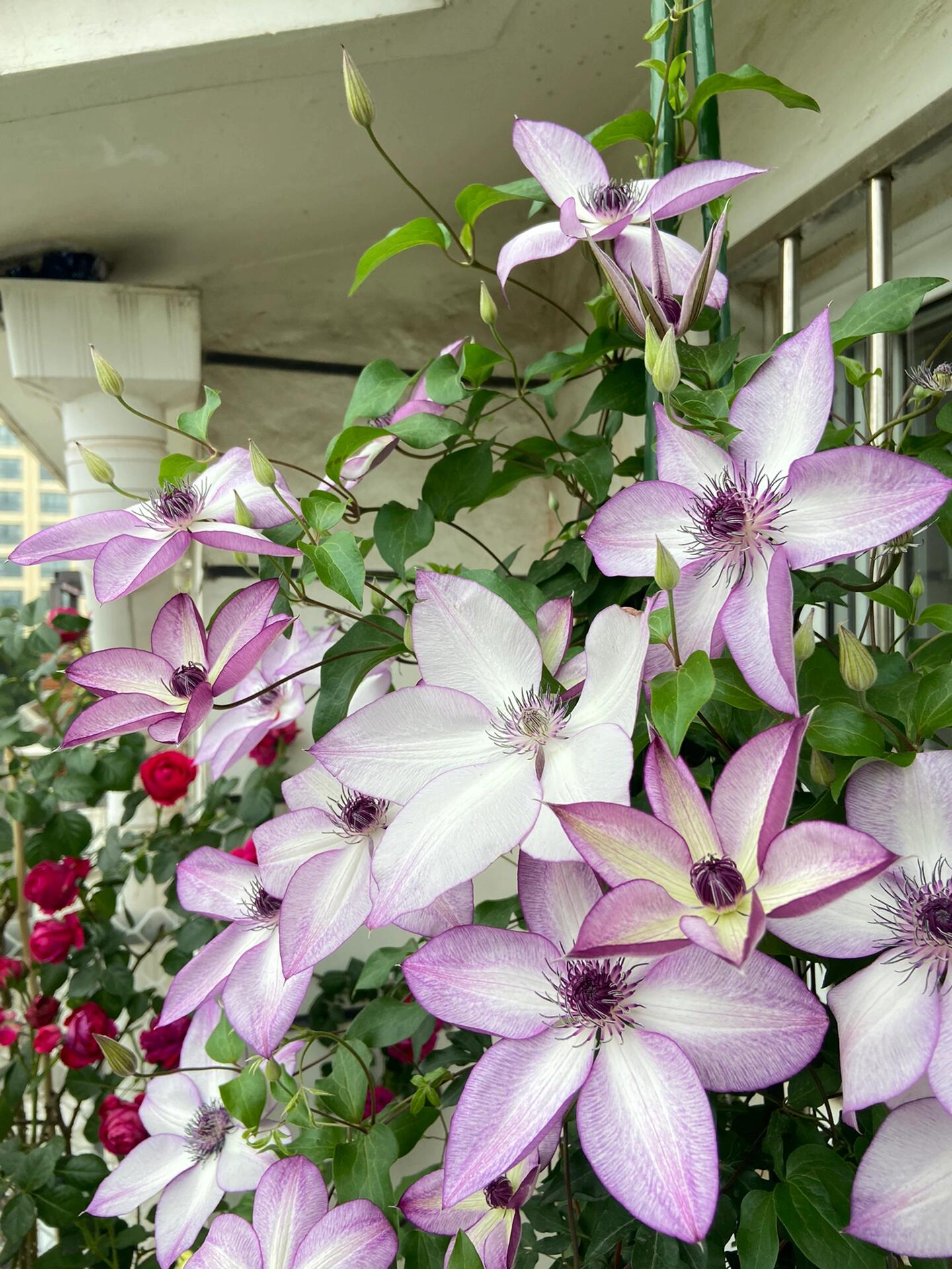 Clematis ‘’Fond Memories|美好回忆‘’