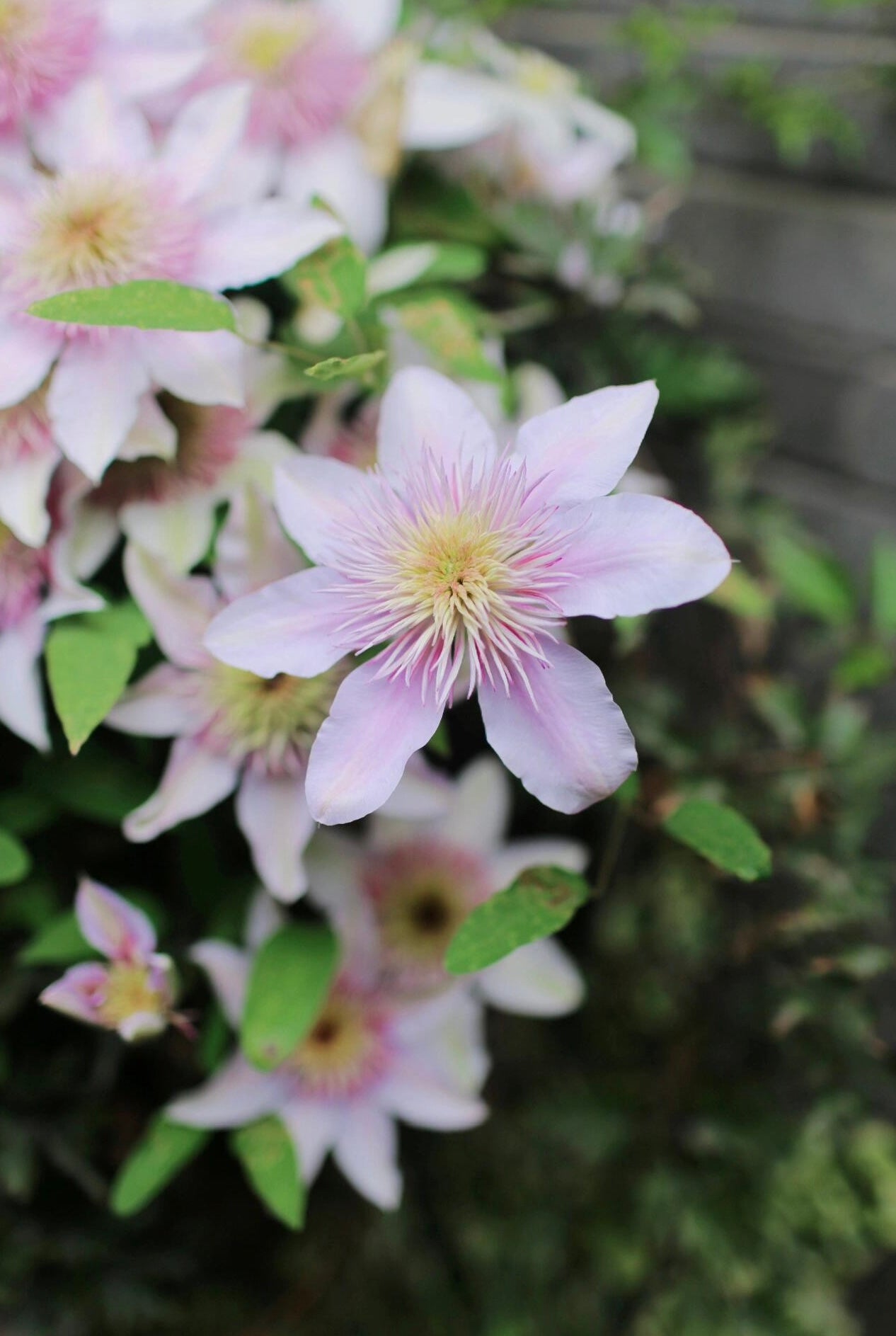 Clematis ‘’Moonglow|月華|Gekka| 月华‘’