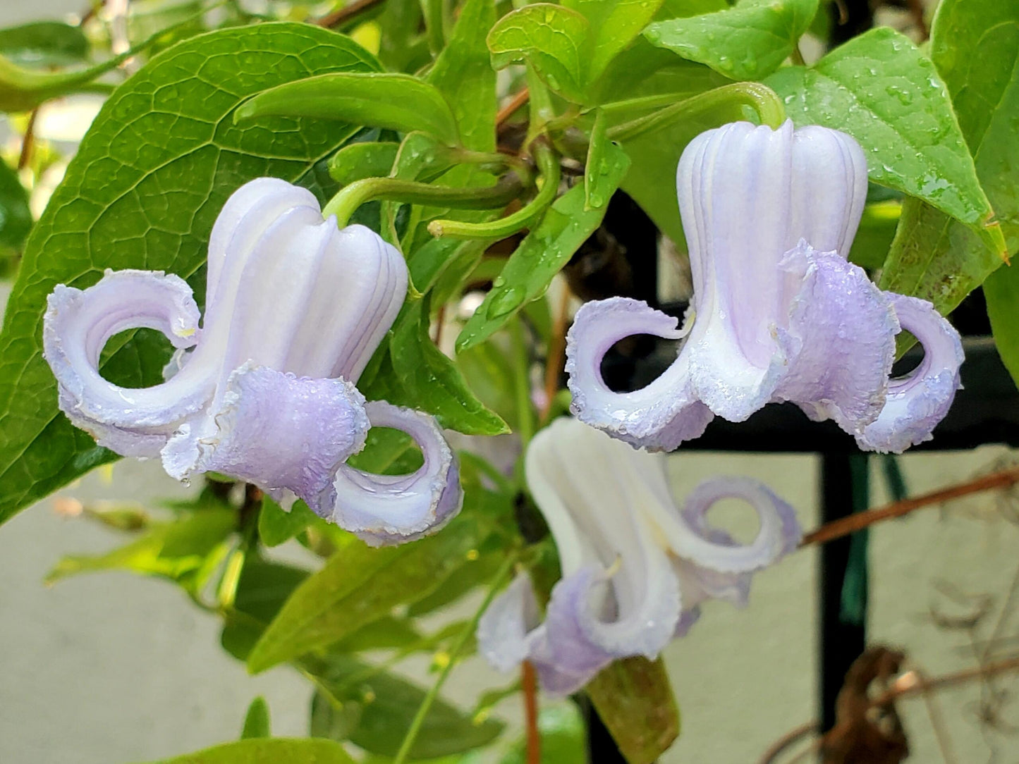 Blue Octopus Clematis ‘’クリスパ・エンジェル| Crispa Angel| 克里斯帕天使| タコクレマチス‘’