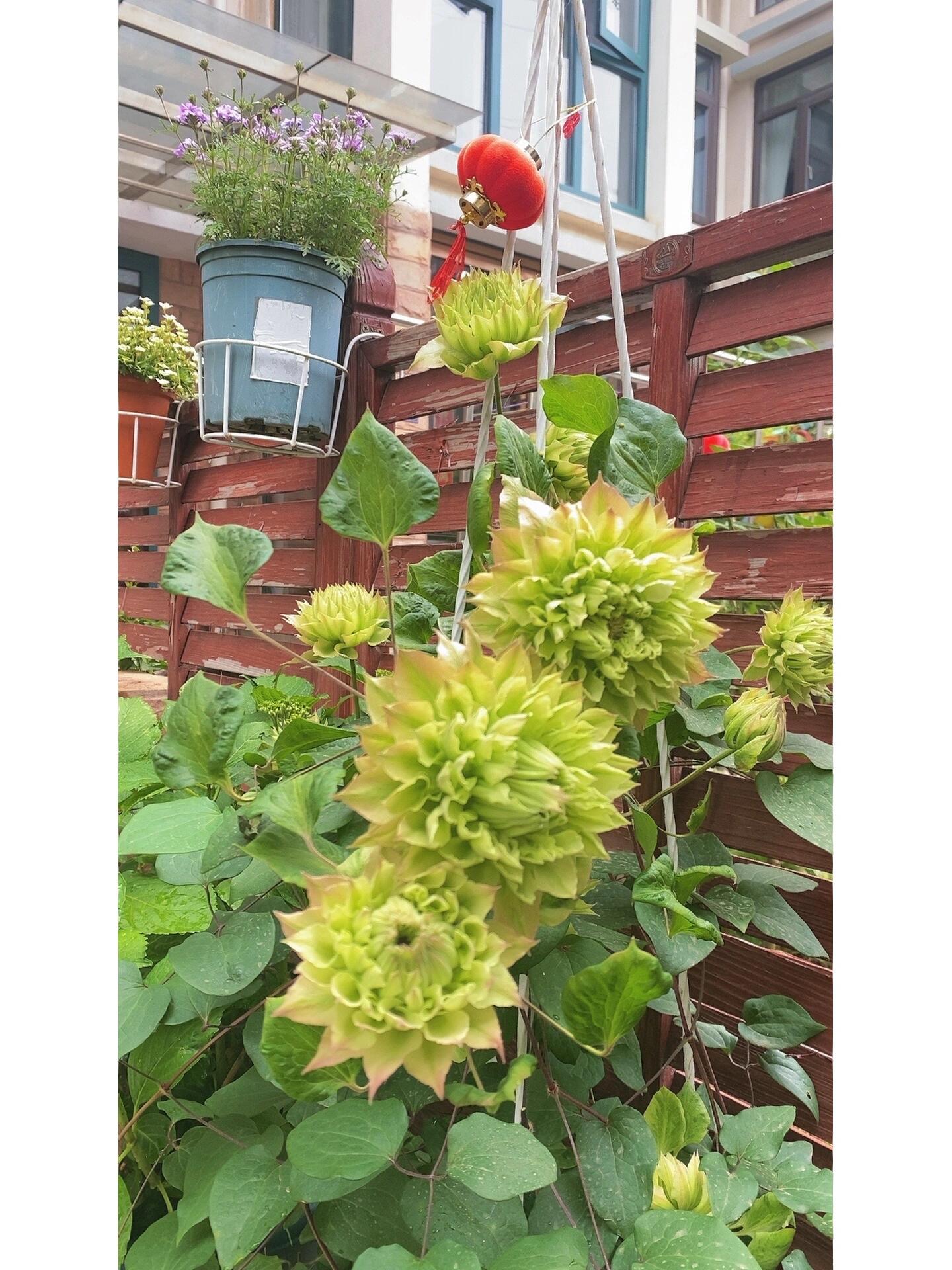 Clematis ‘’Midori |美登利 ‘’