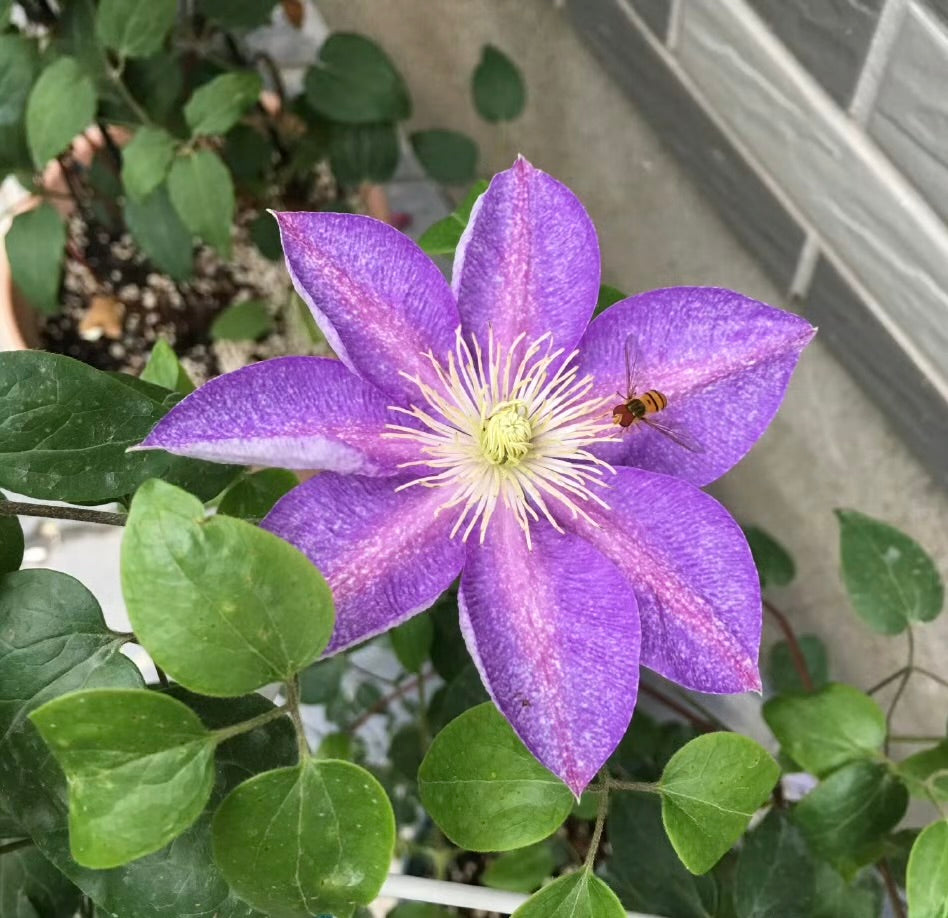 Clematis ''Chameleon |变色龙''