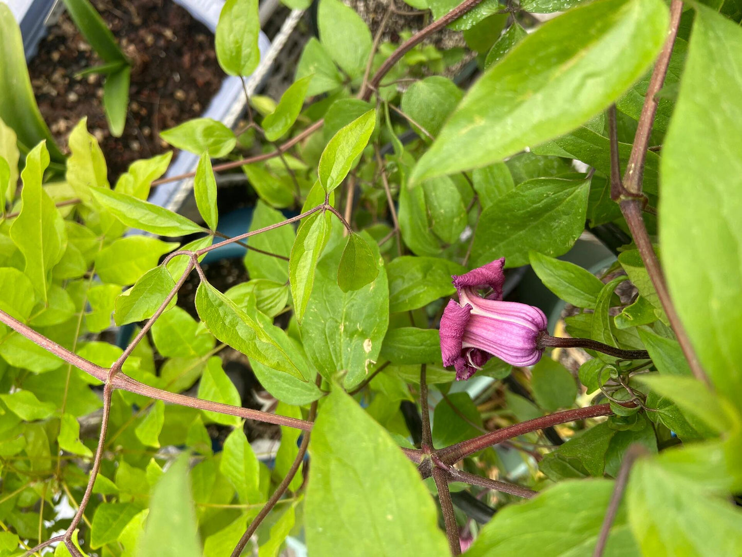 Clematis ‘’Princess Red| 绯红公主‘’