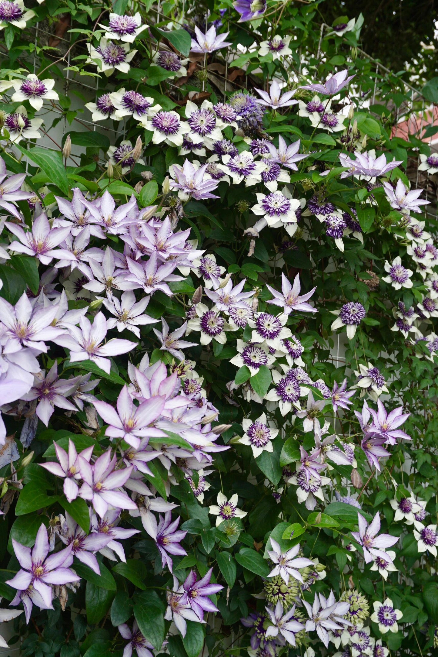 Clematis ‘’Samaritan Jo| 撒马利亚乔‘’