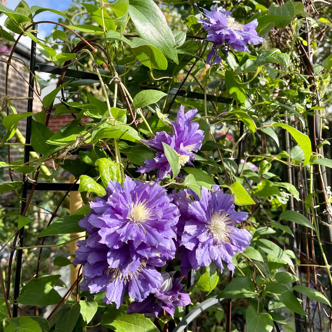 Clematis ‘’Kiri Te Kanawa|- LivePlant|卡瓦娜‘’
