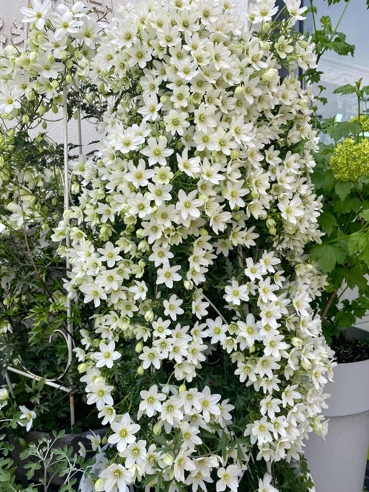 Clematis ‘’Joe|银币‘’