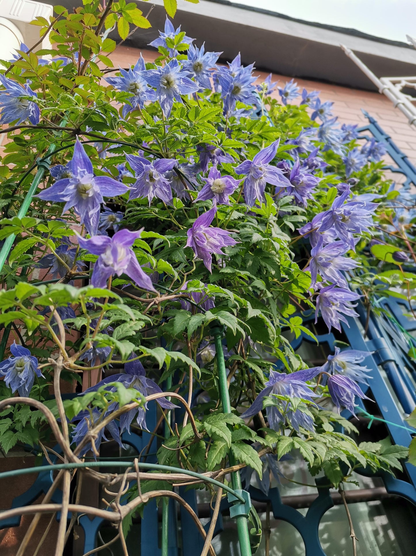 Clematis ‘’Maidwell Hall|梅德维尔‘’