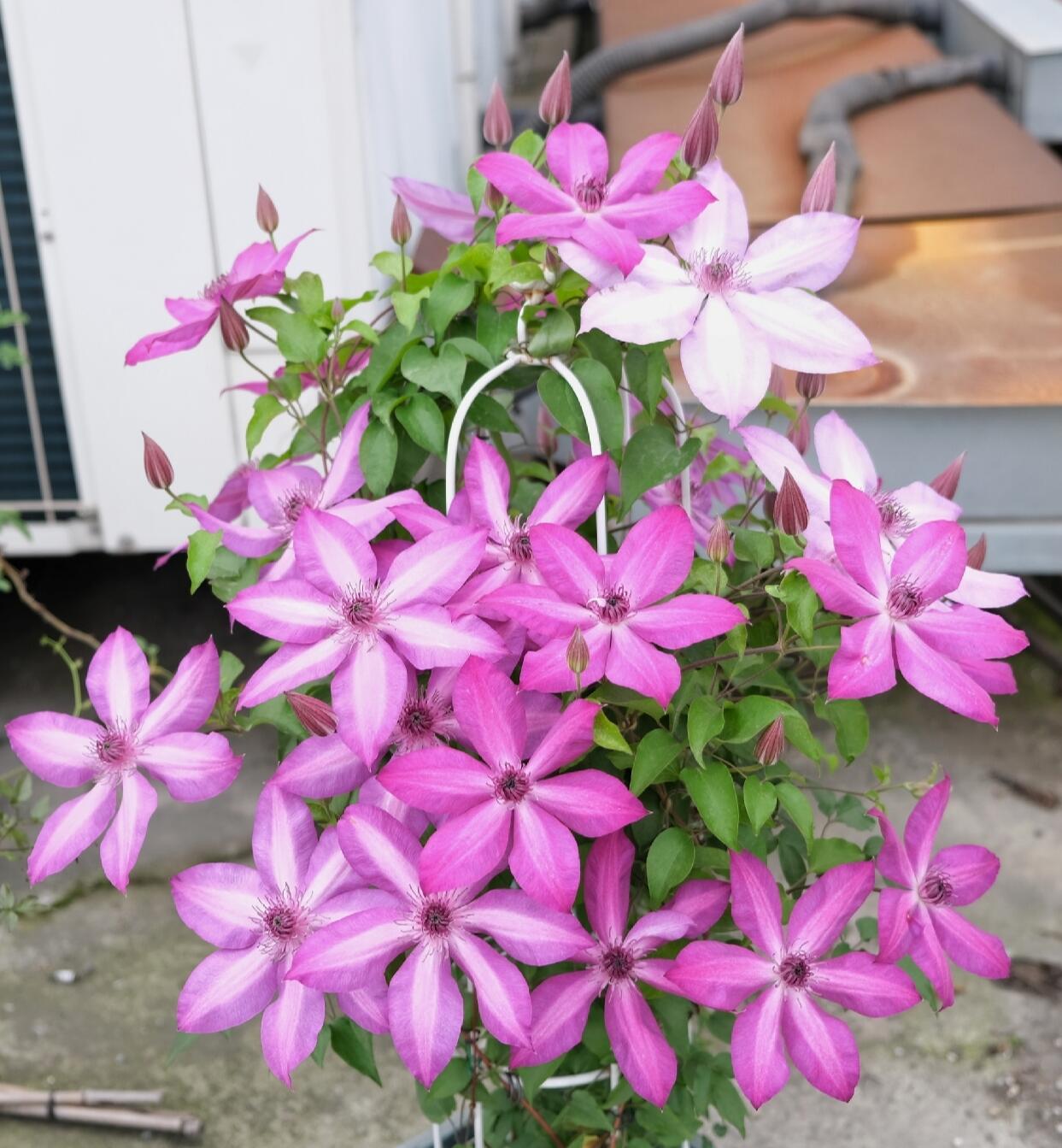 Clematis ‘’Lizard|トカゲ |蜥蜴 ‘’