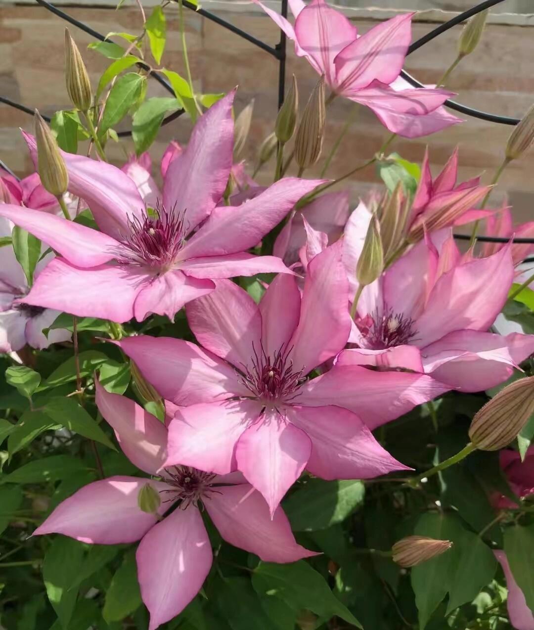 Clematis ''Giselle |吉赛尔''