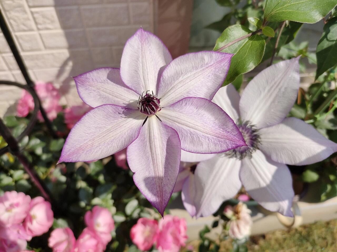 Clematis ‘’Fond Memories|美好回忆‘’