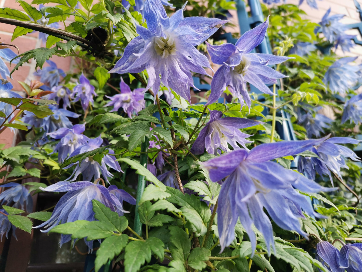 Clematis ‘’Maidwell Hall|梅德维尔‘’