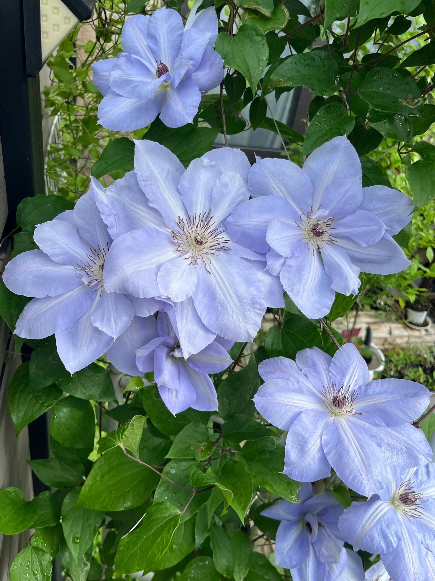 Clematis ‘’Blue Cotillion|蓝色龙沙舞‘’