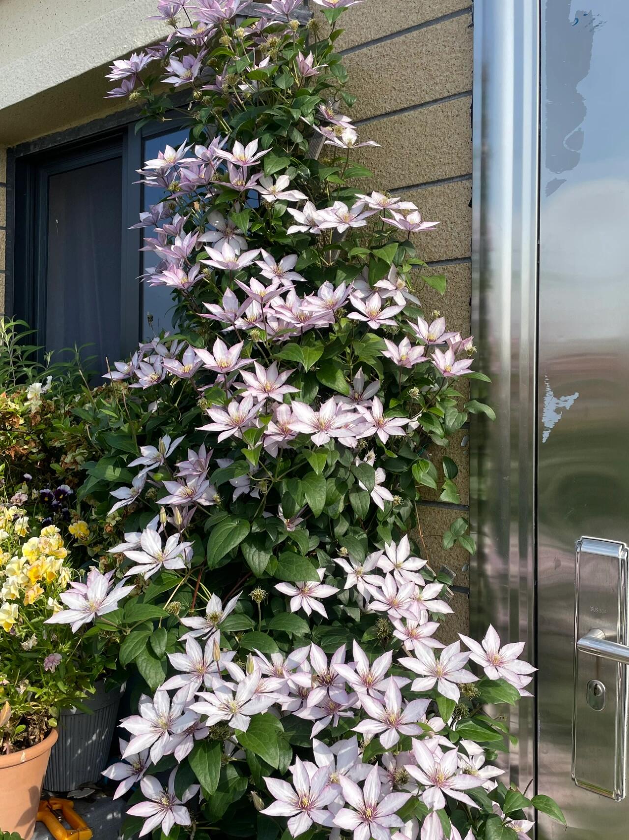 Clematis ‘’Samaritan Jo| 撒马利亚乔‘’