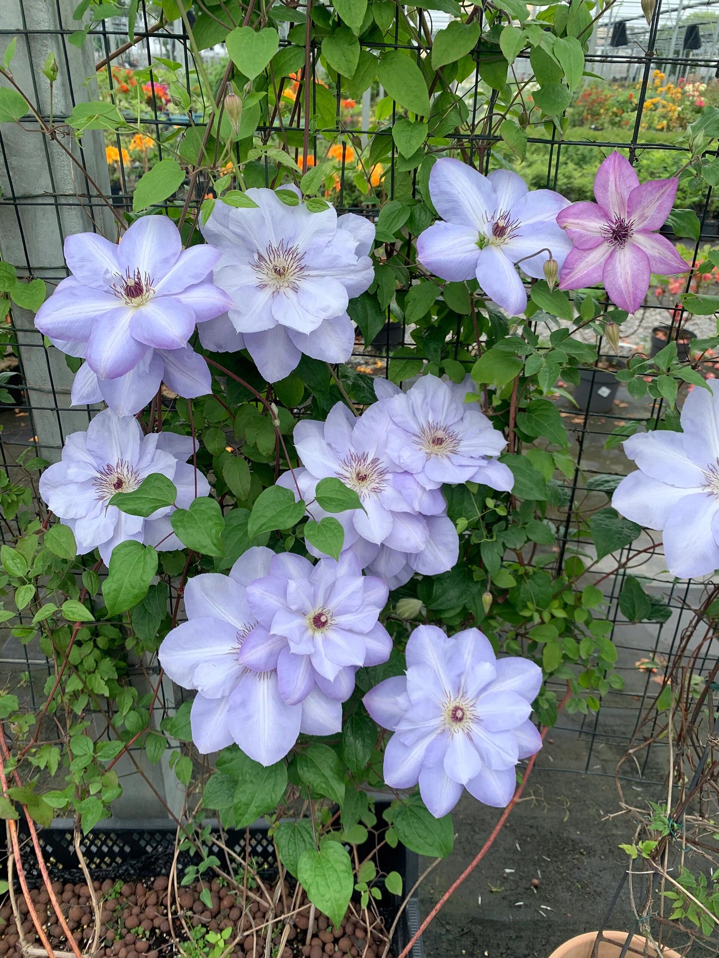 Clematis ‘’Blue Cotillion|蓝色龙沙舞‘’