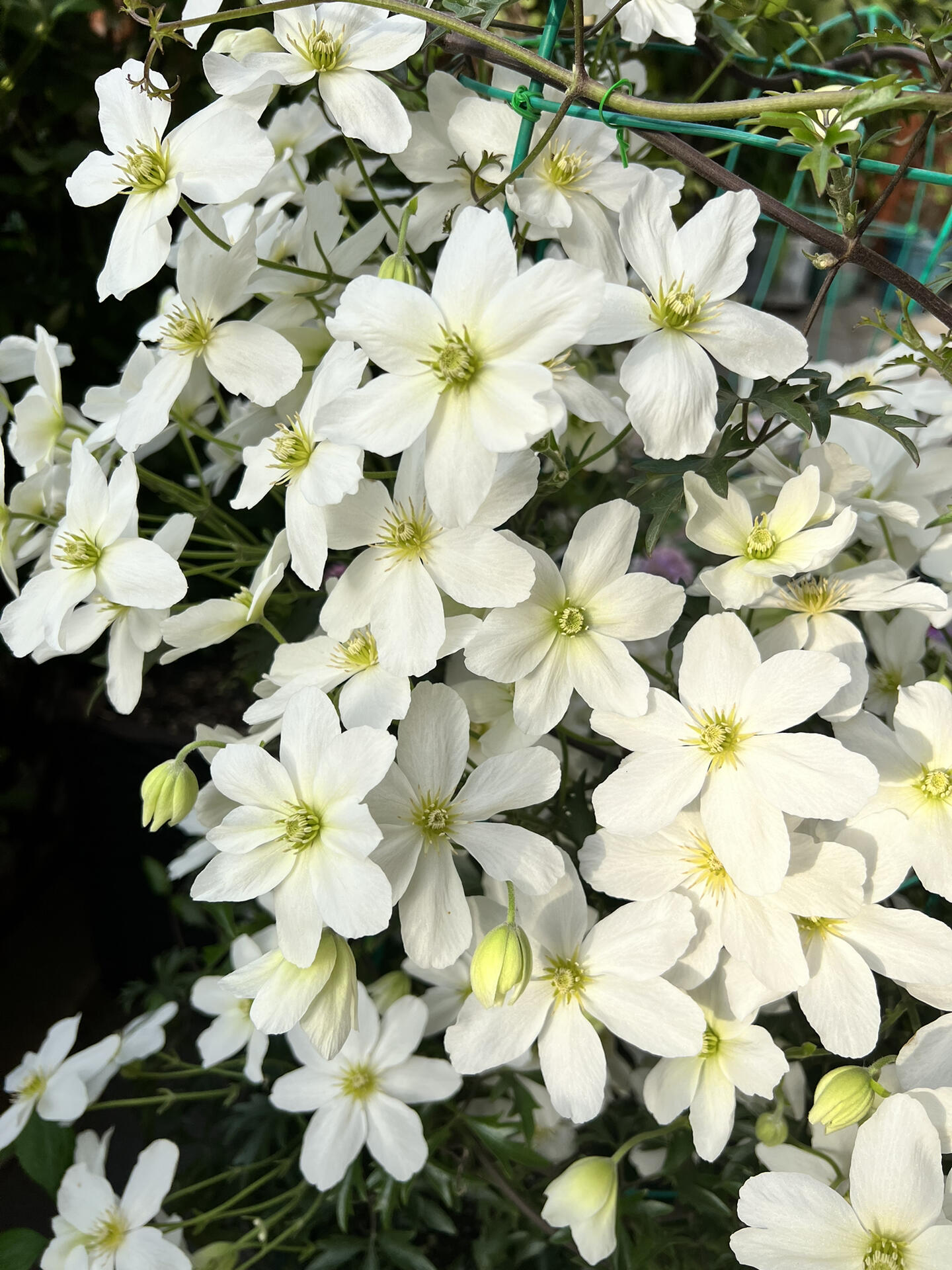 Clematis ‘’Avalanche|雪崩‘’