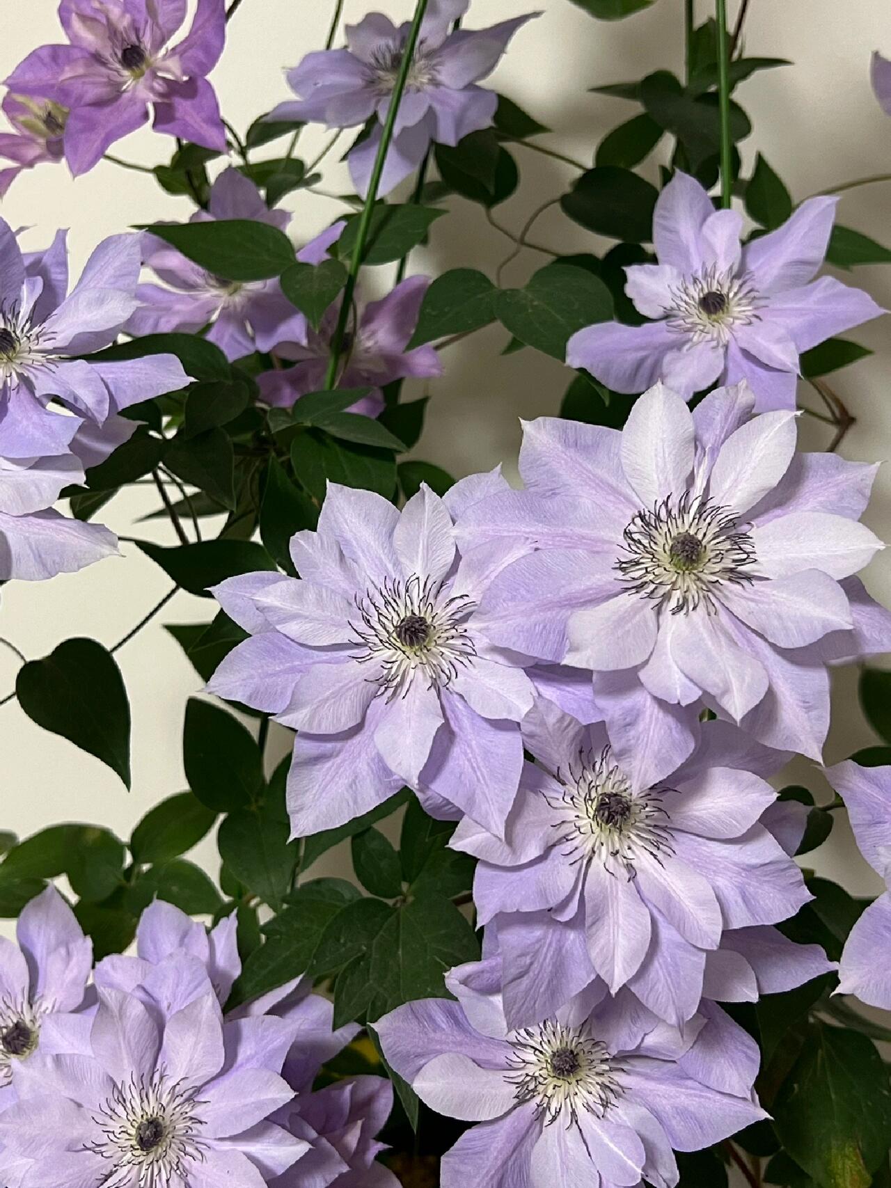 Clematis ‘’Reflections|倒影‘’