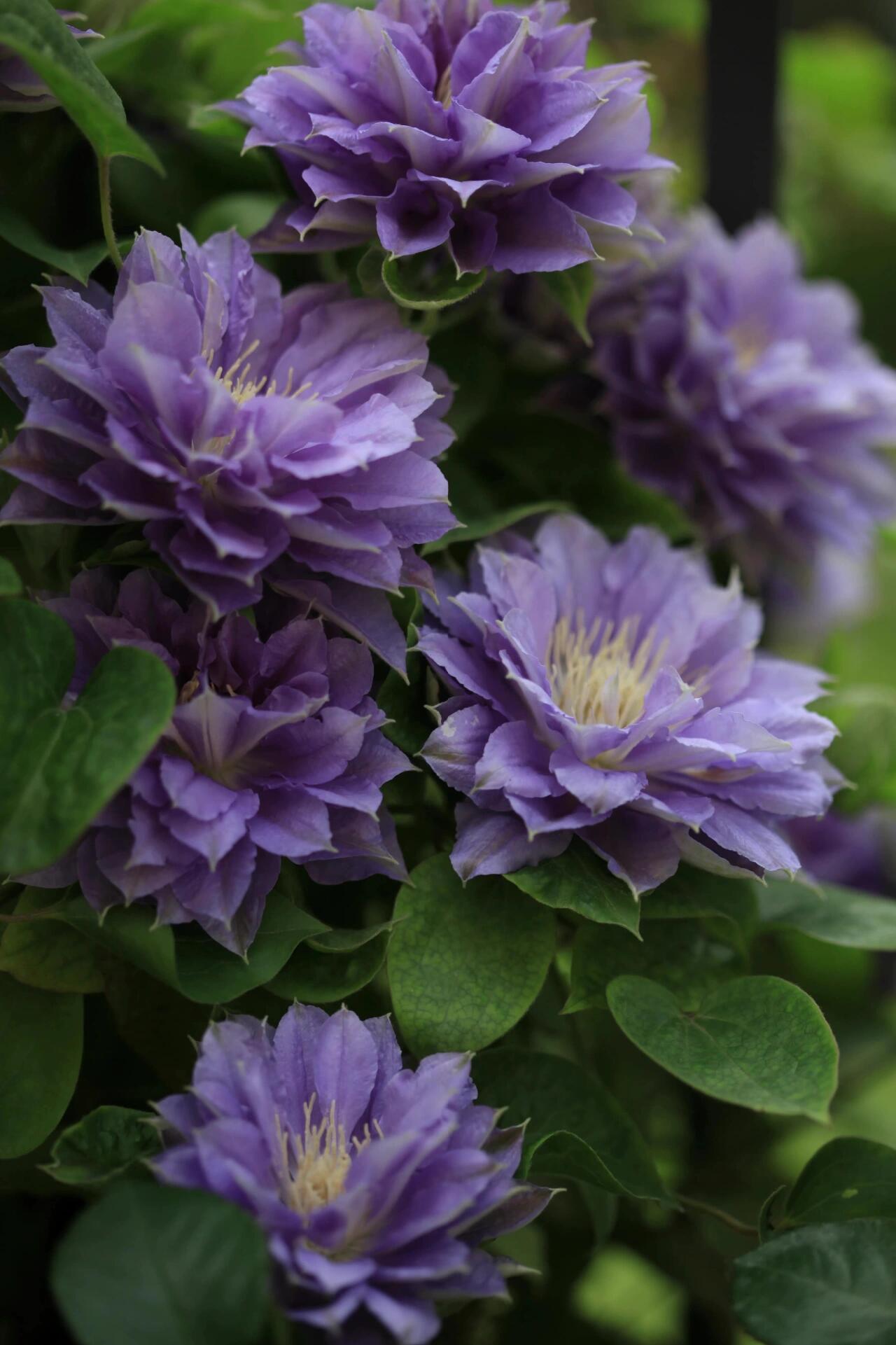 Clematis ''Enku|円空''